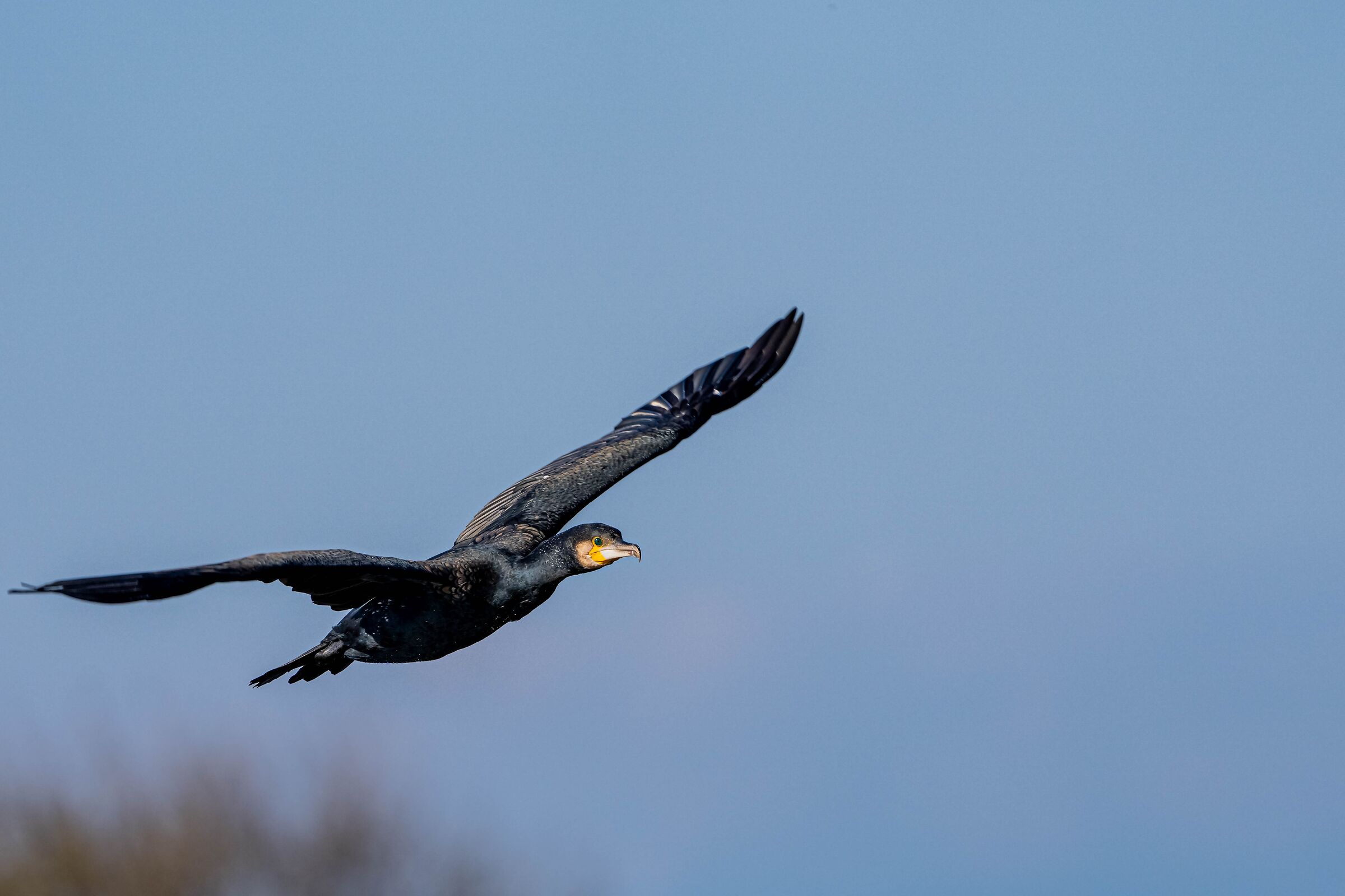 Cormorant in flight