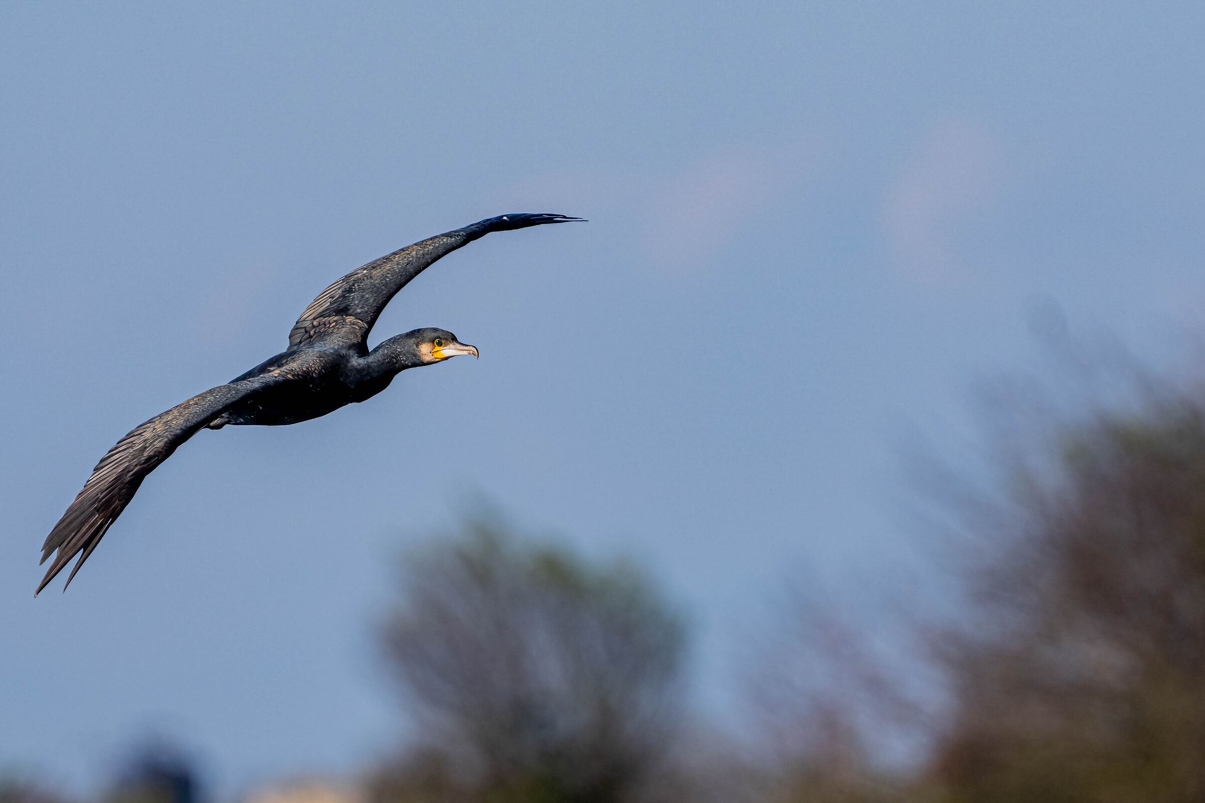 Cormorano in volo