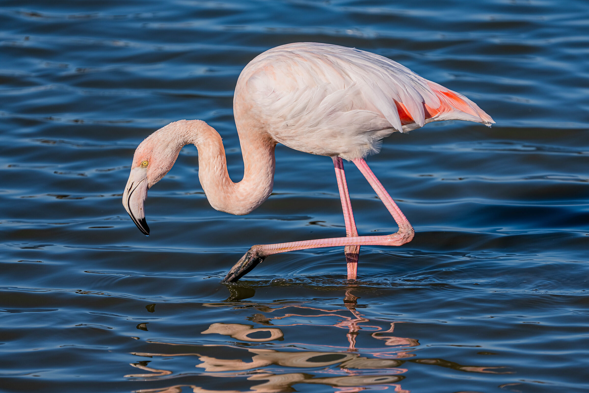 Flamingo