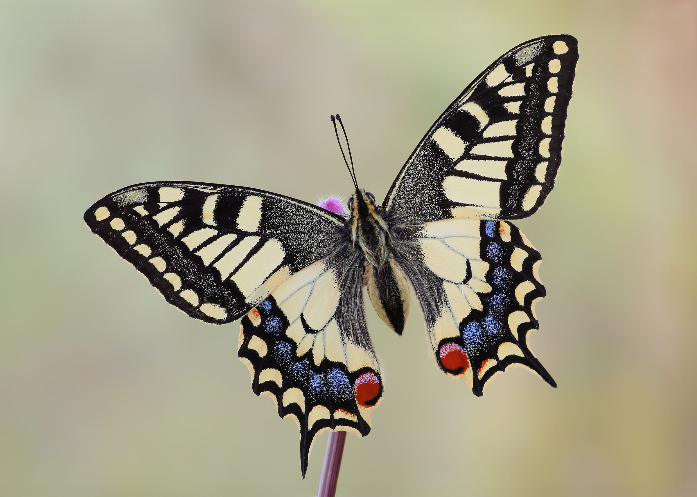 Swallowtail