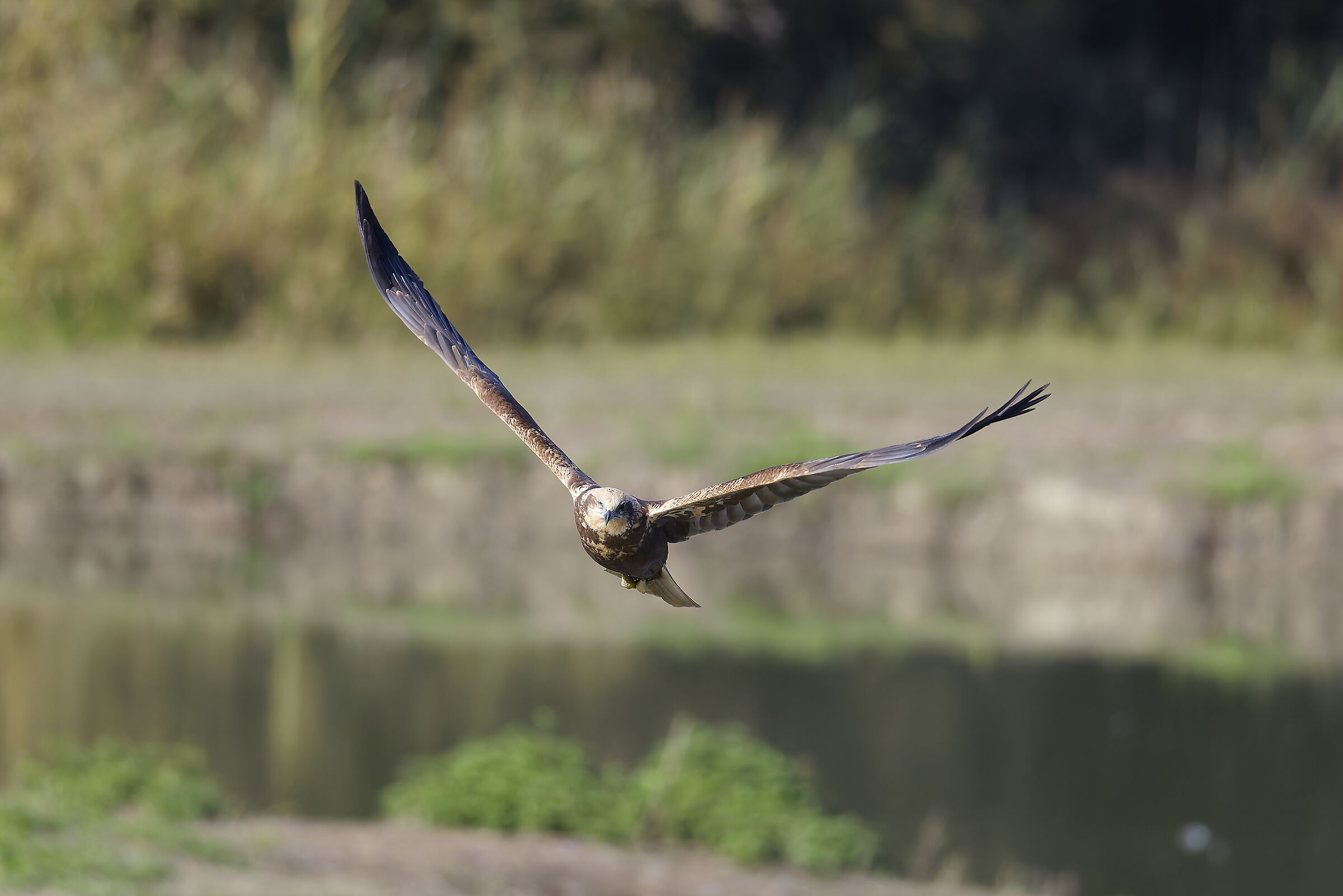 Female marsh harrier hunting