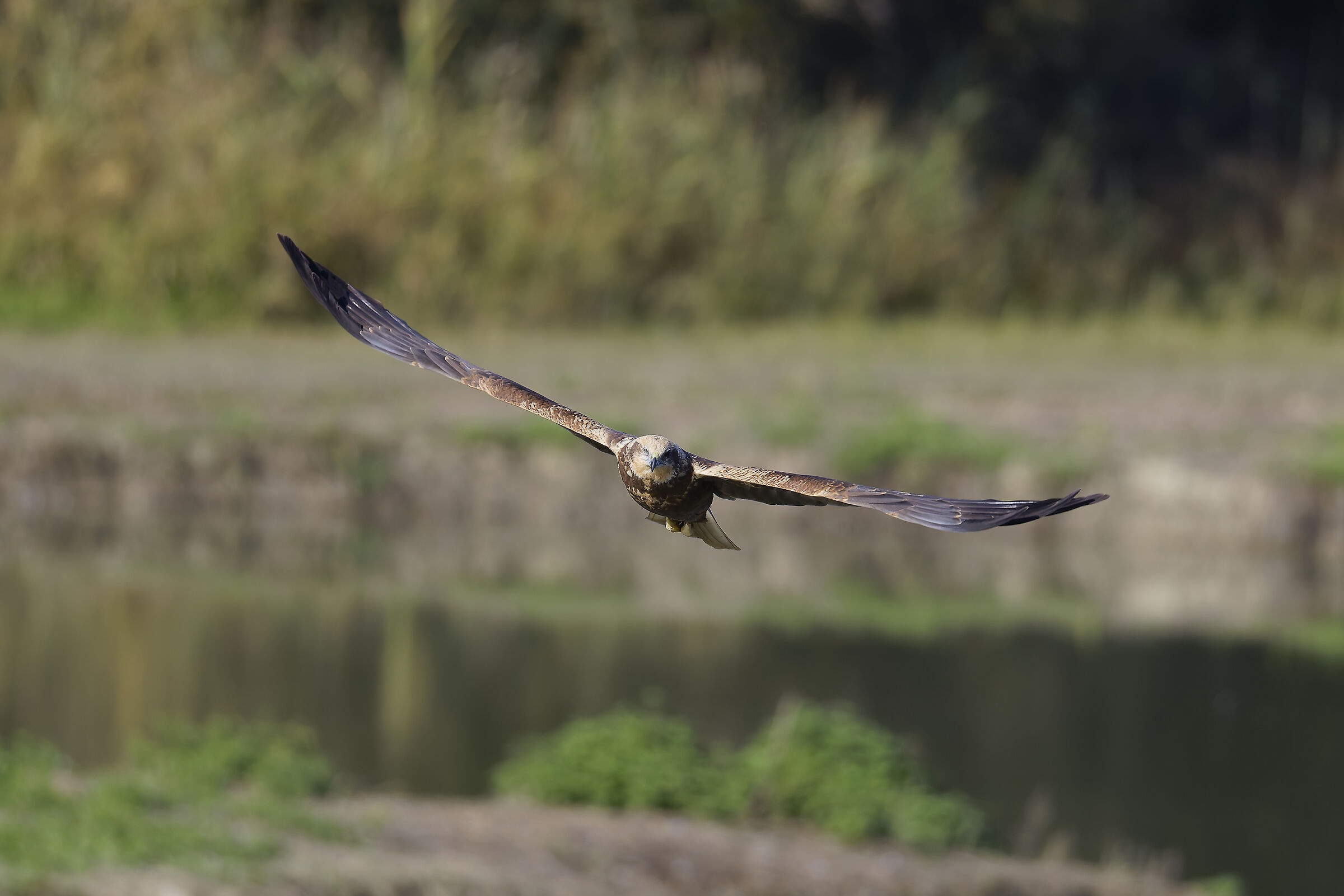 Falco di palude femmina a caccia