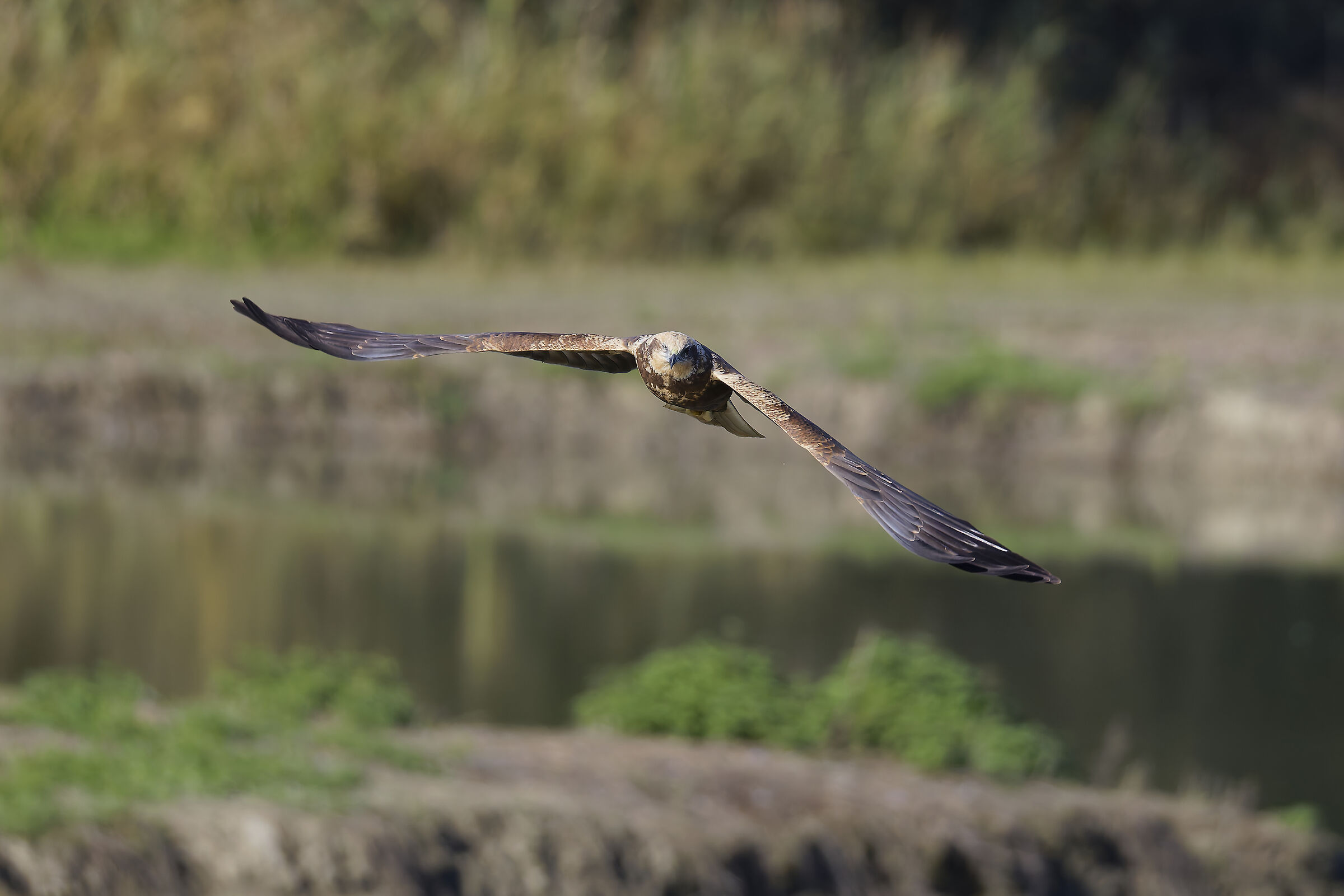 Female marsh harrier hunting