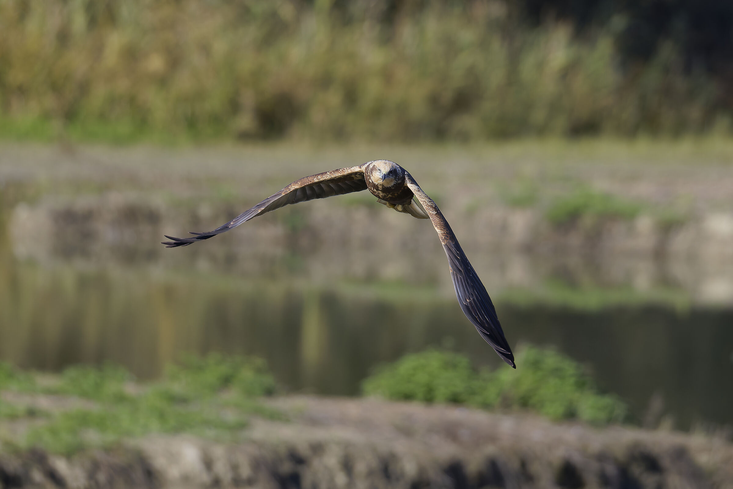 Female marsh harrier hunting