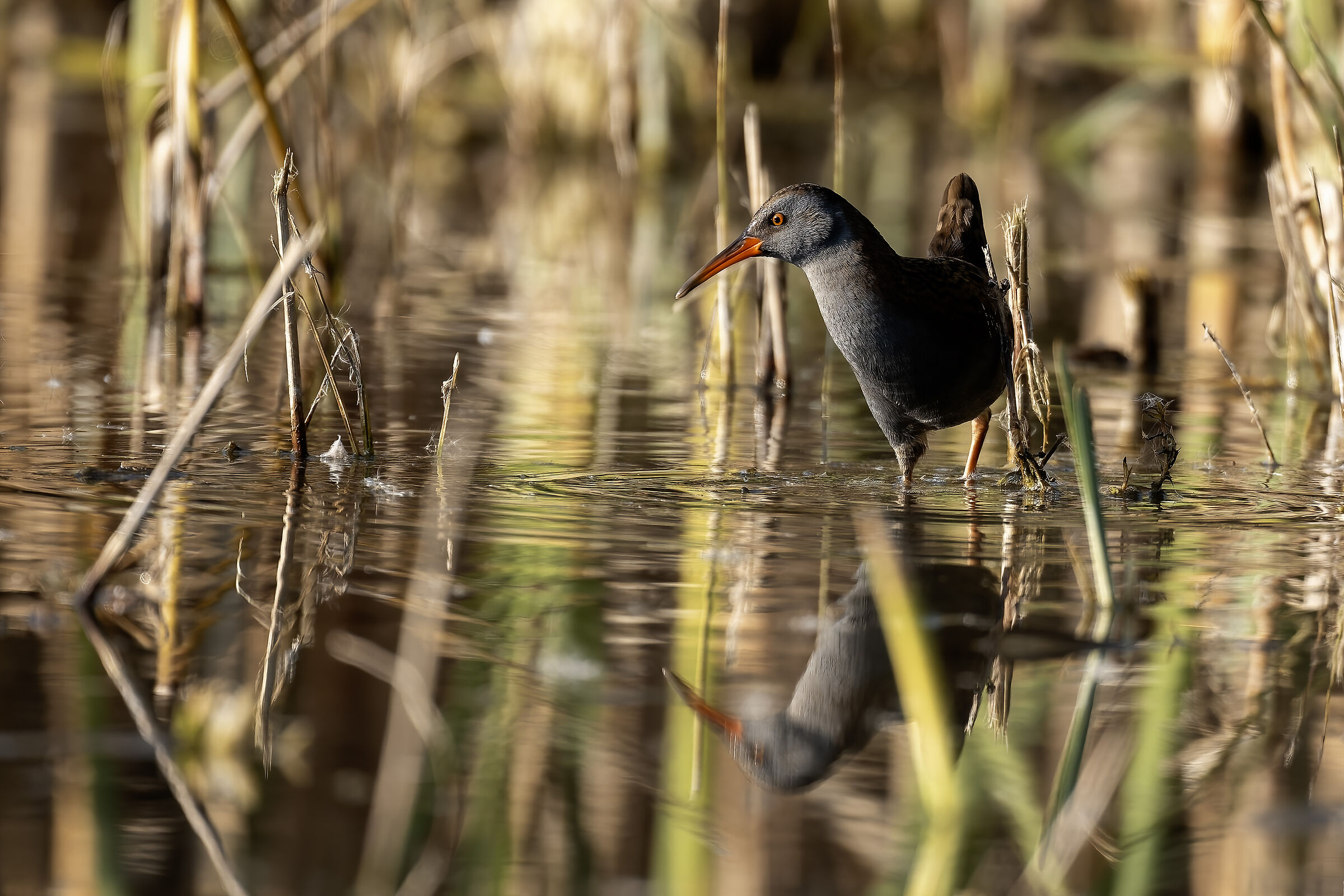 Water rail in the sunset light