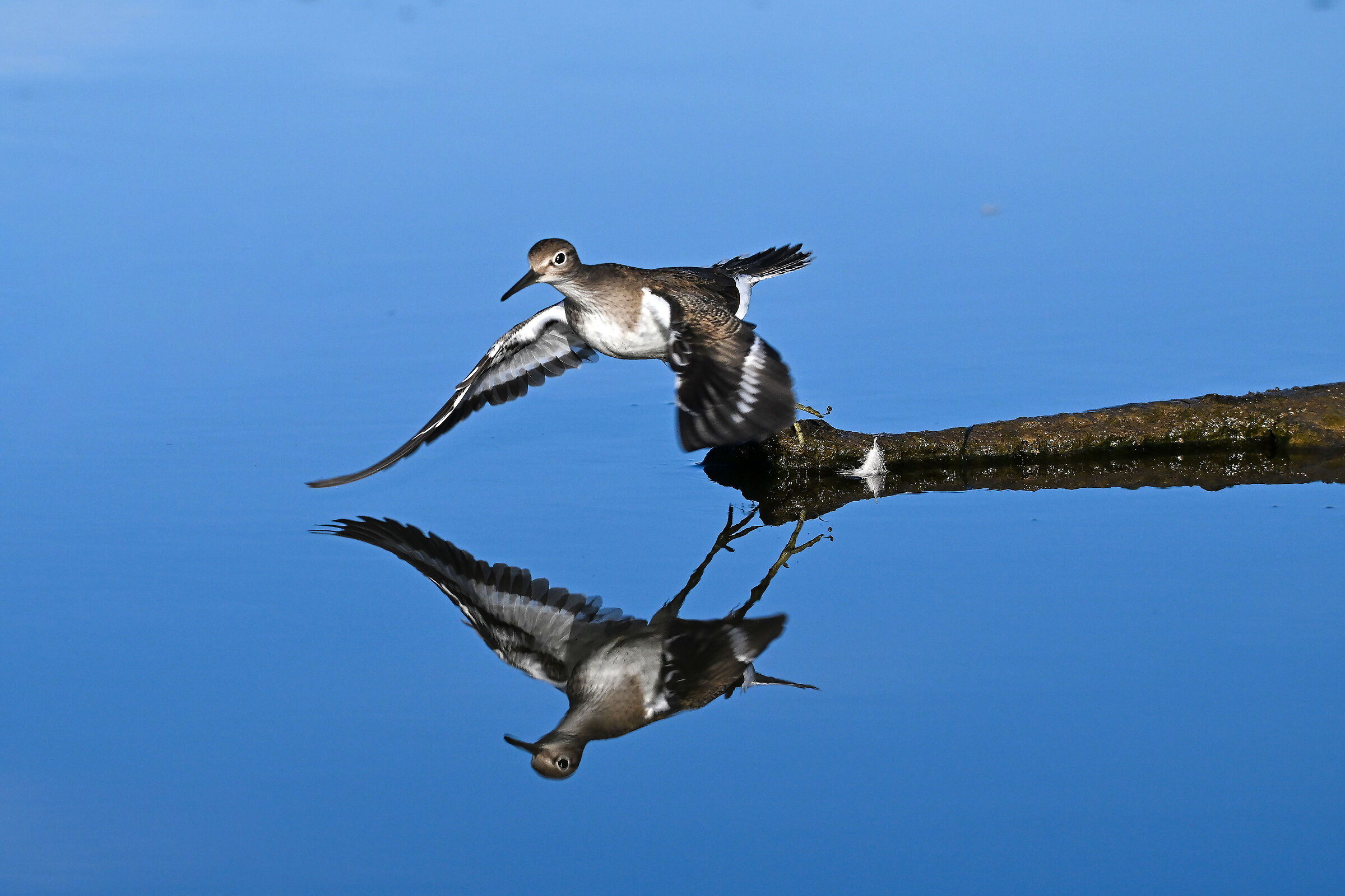 Small Sandpiper