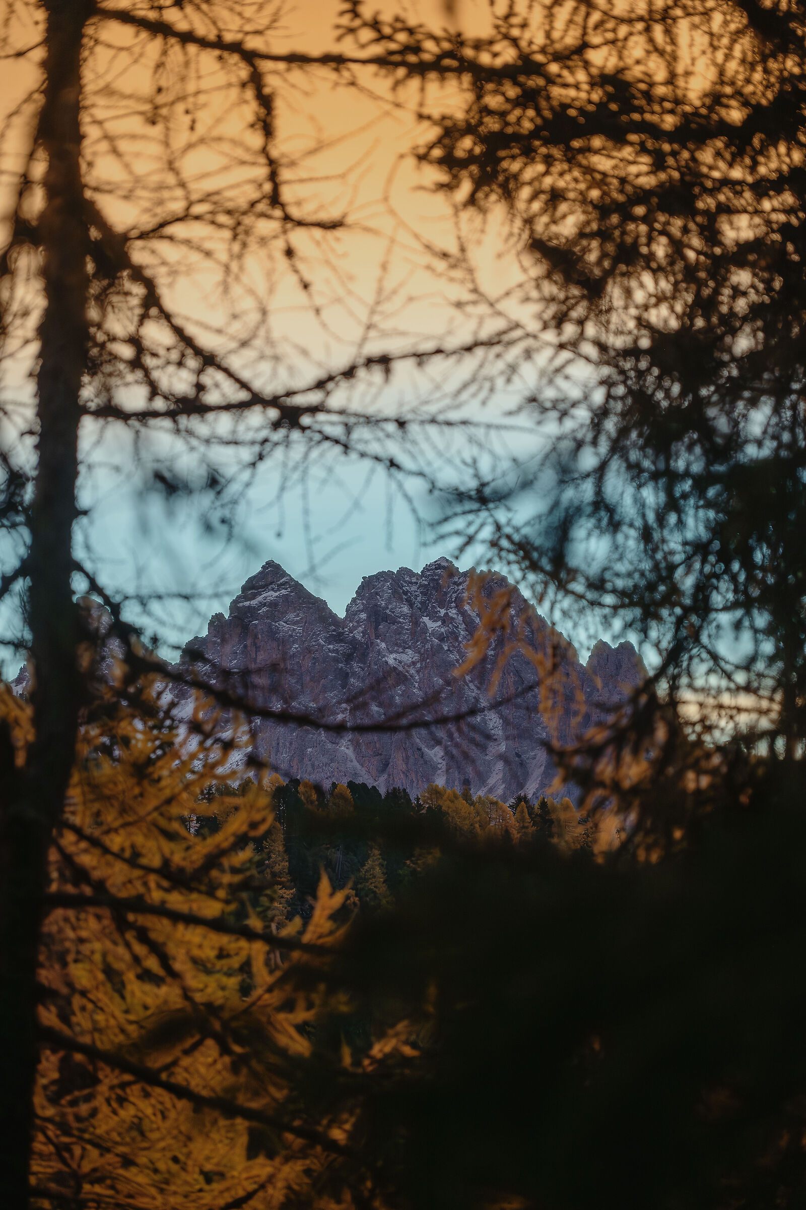 Foliage at dawn