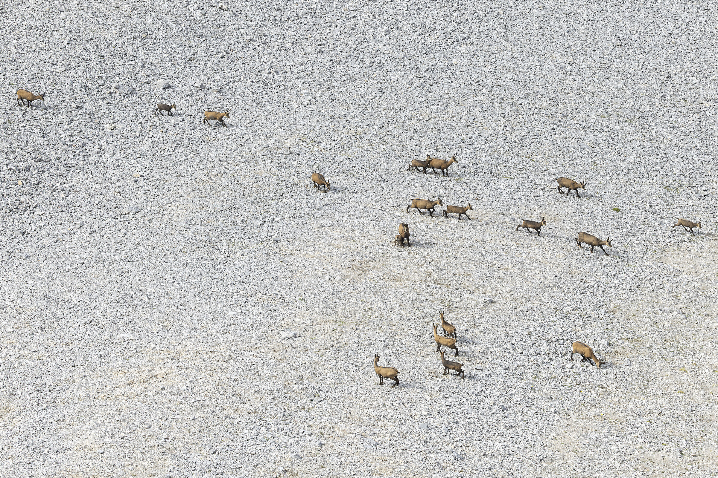 Alpine Bestiary