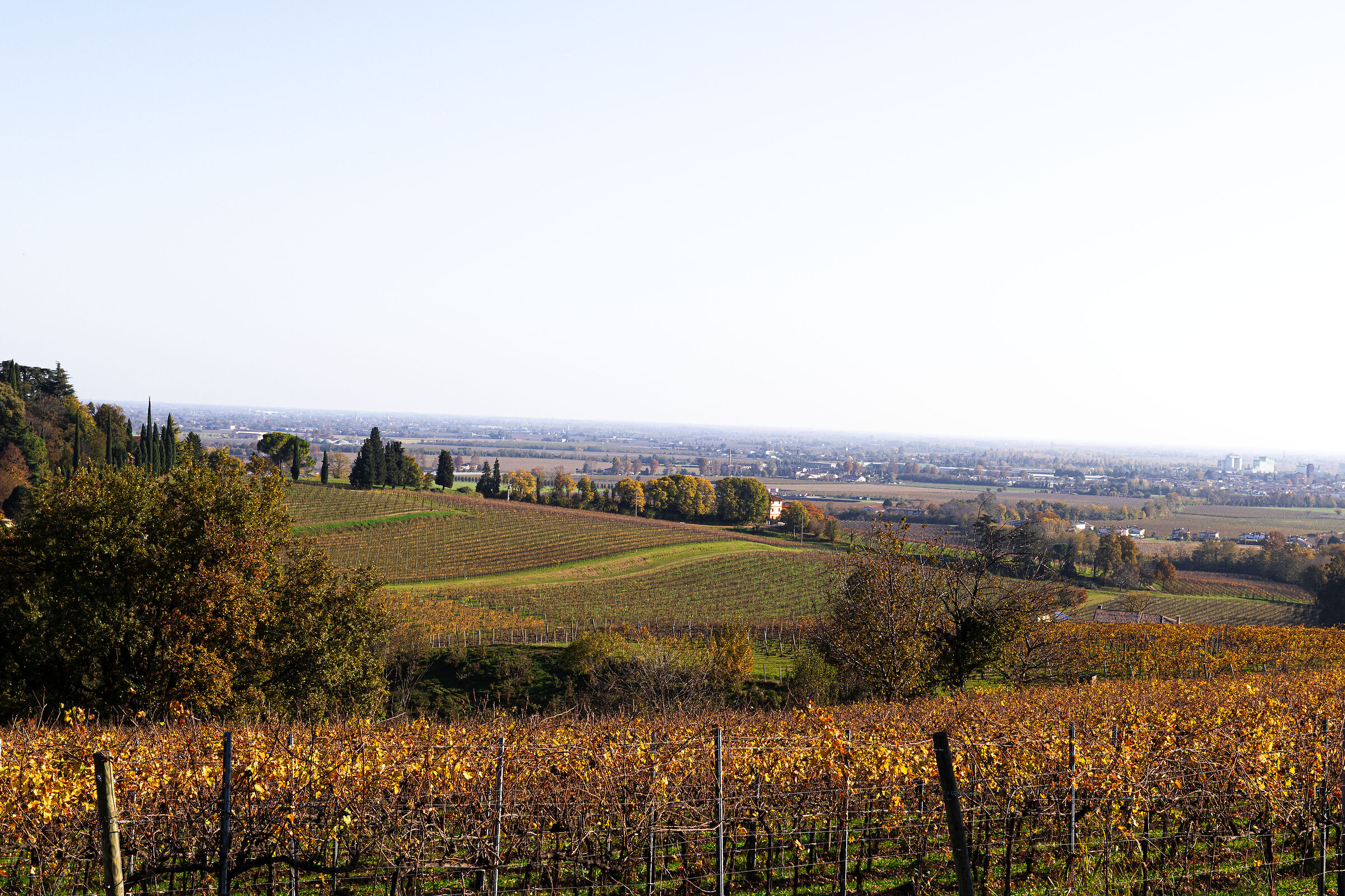 colline e vigne