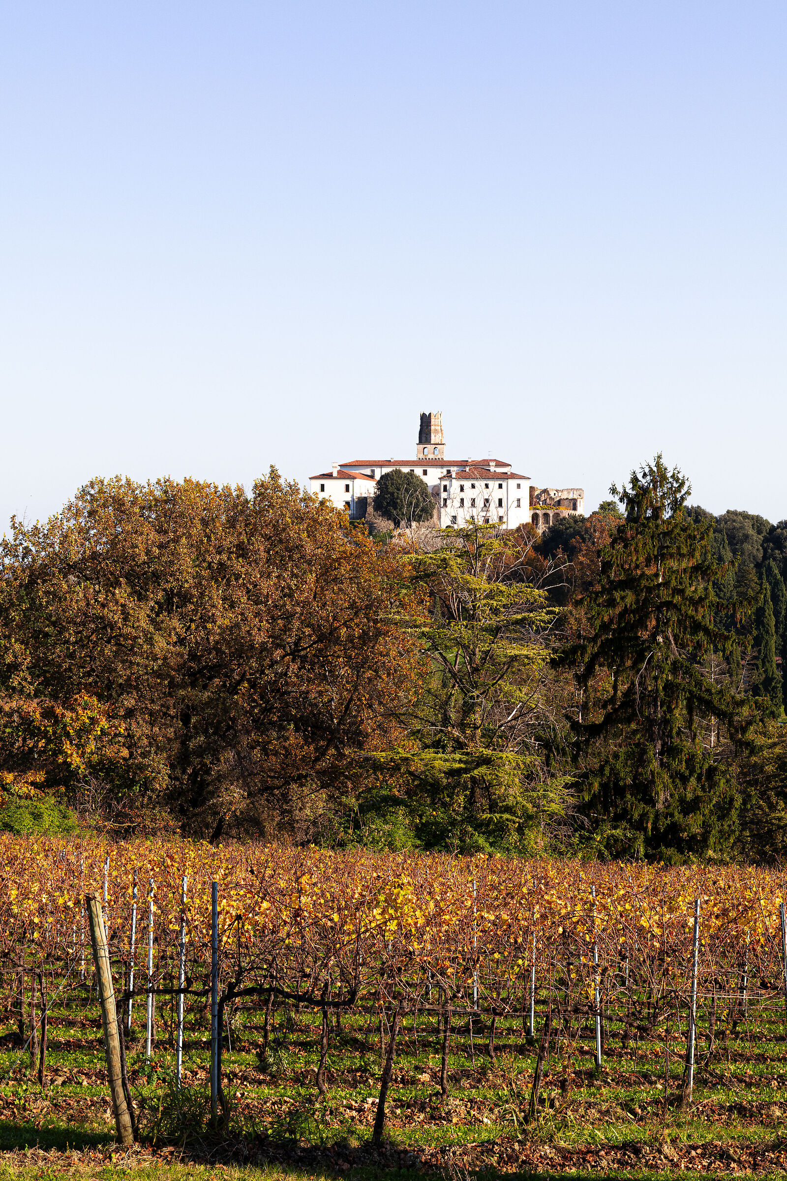 vigne e castello in lontananza