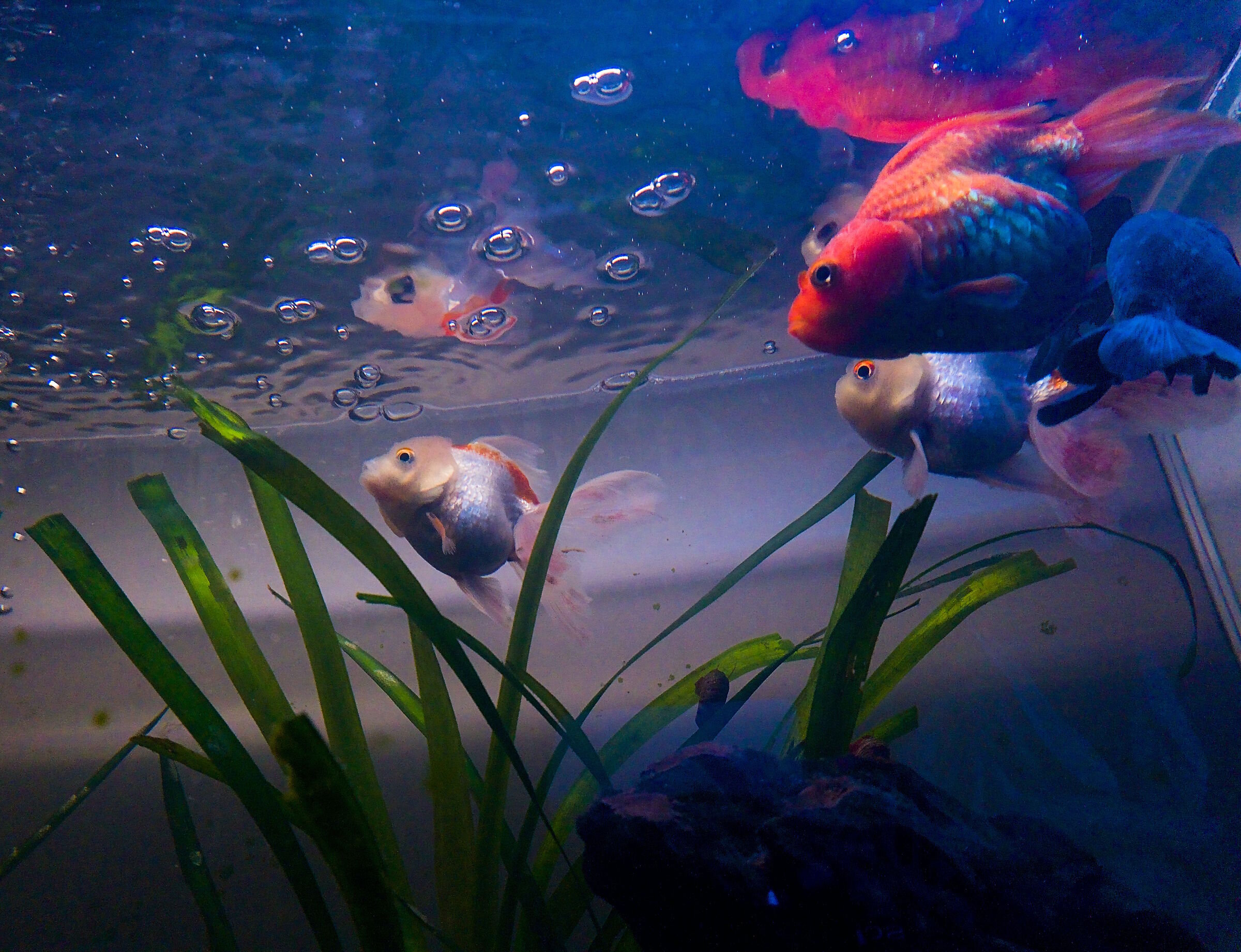 The Aquarium #3