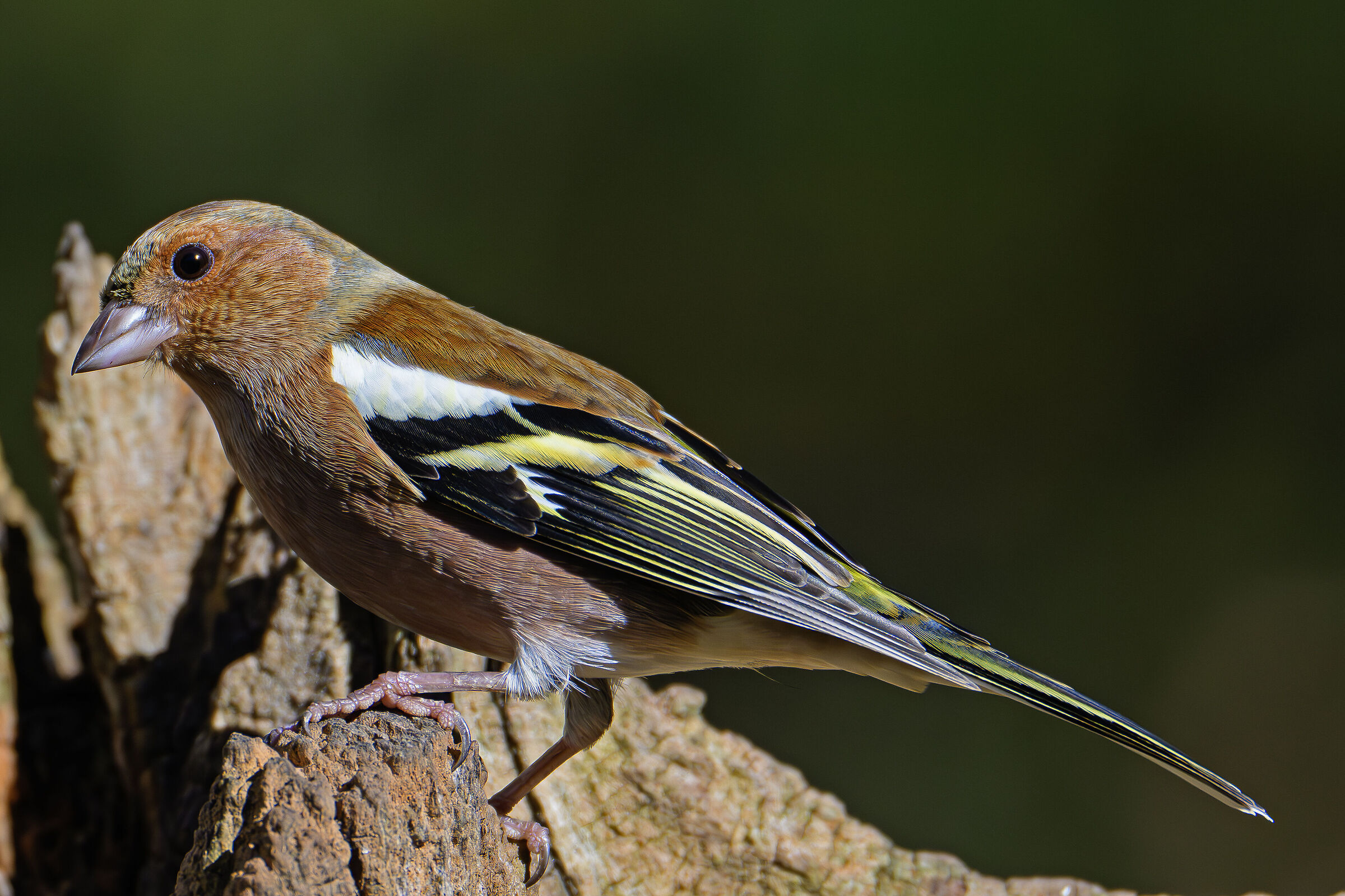 Chaffinch