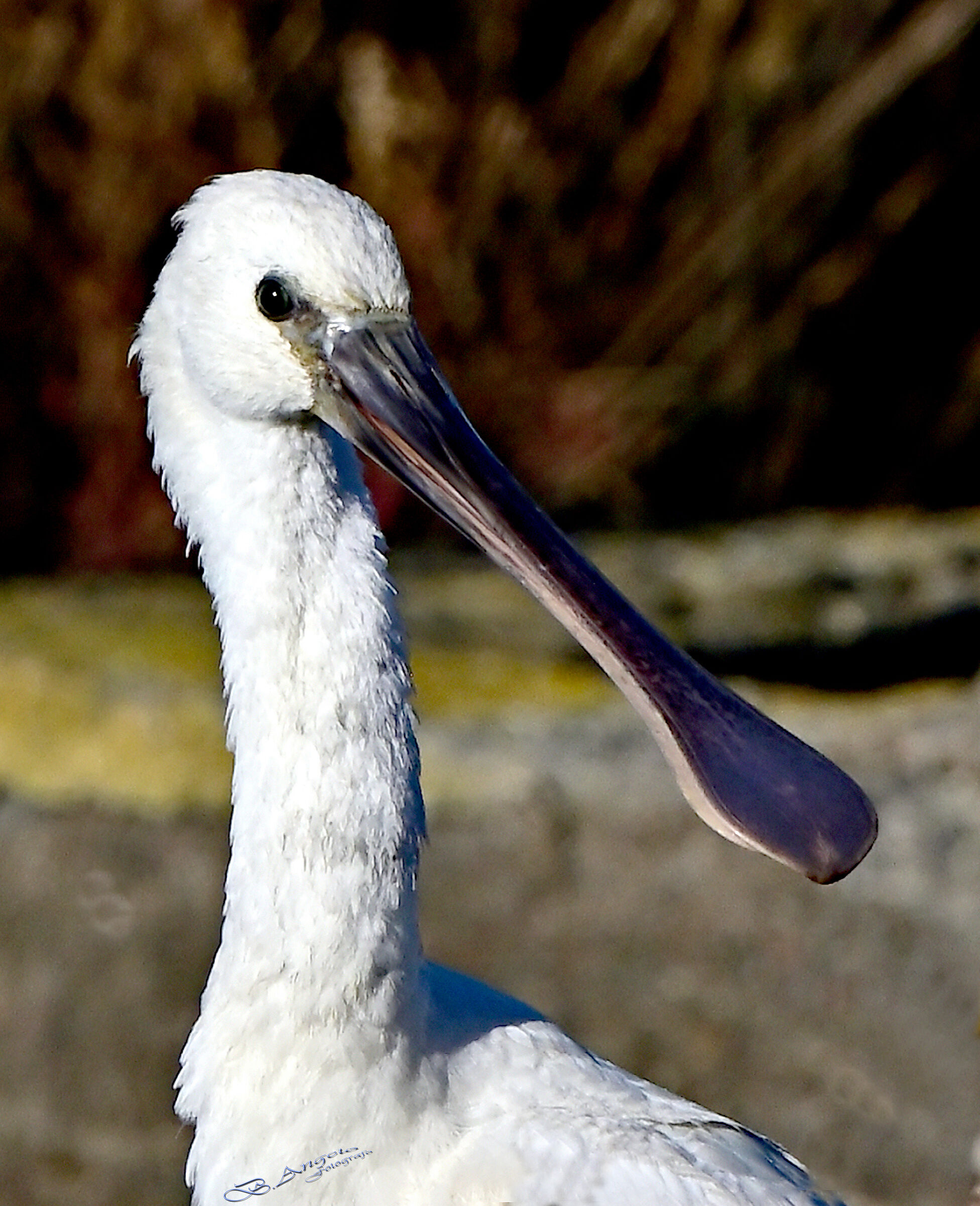 " ritratto "    (Spatola)