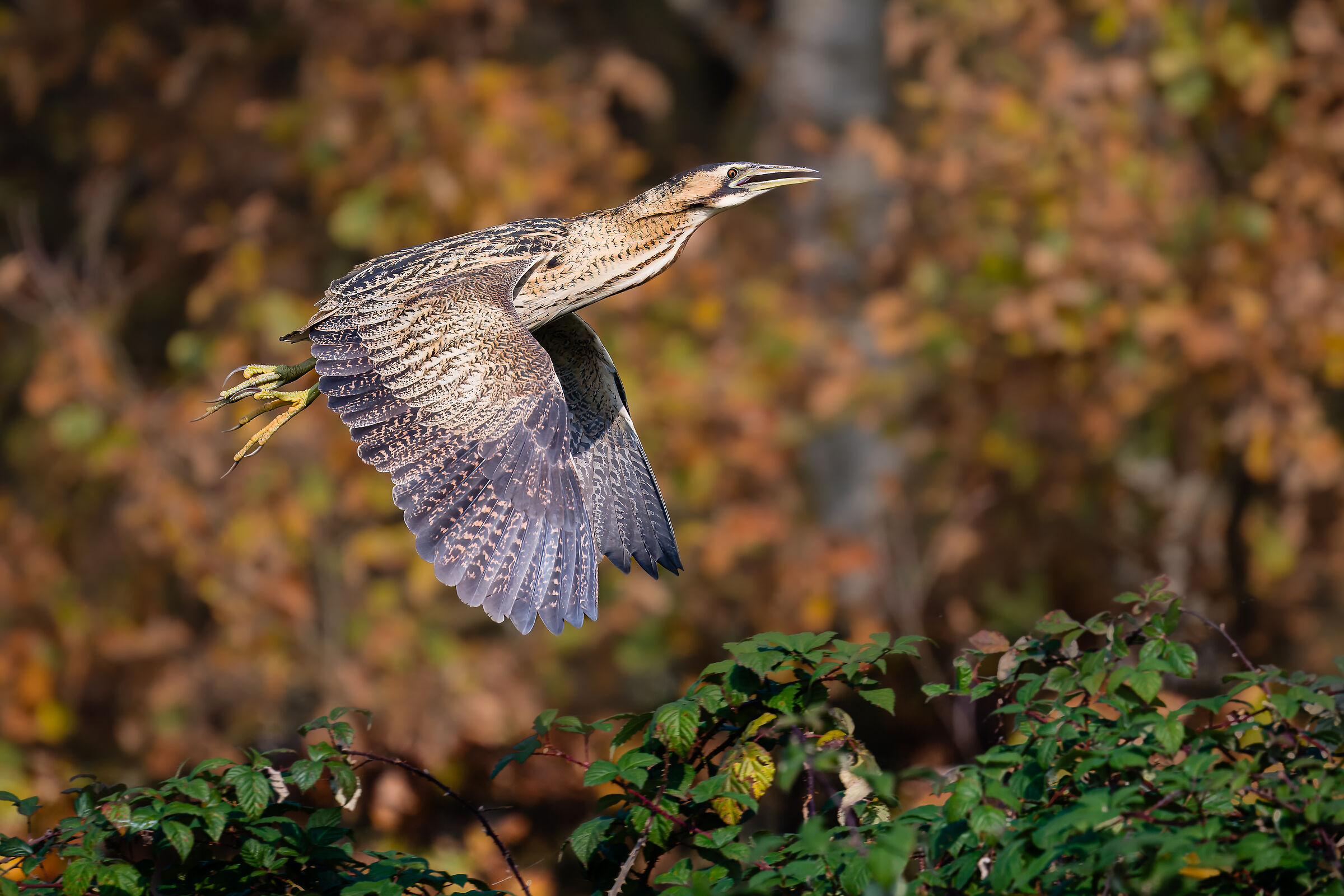 bittern