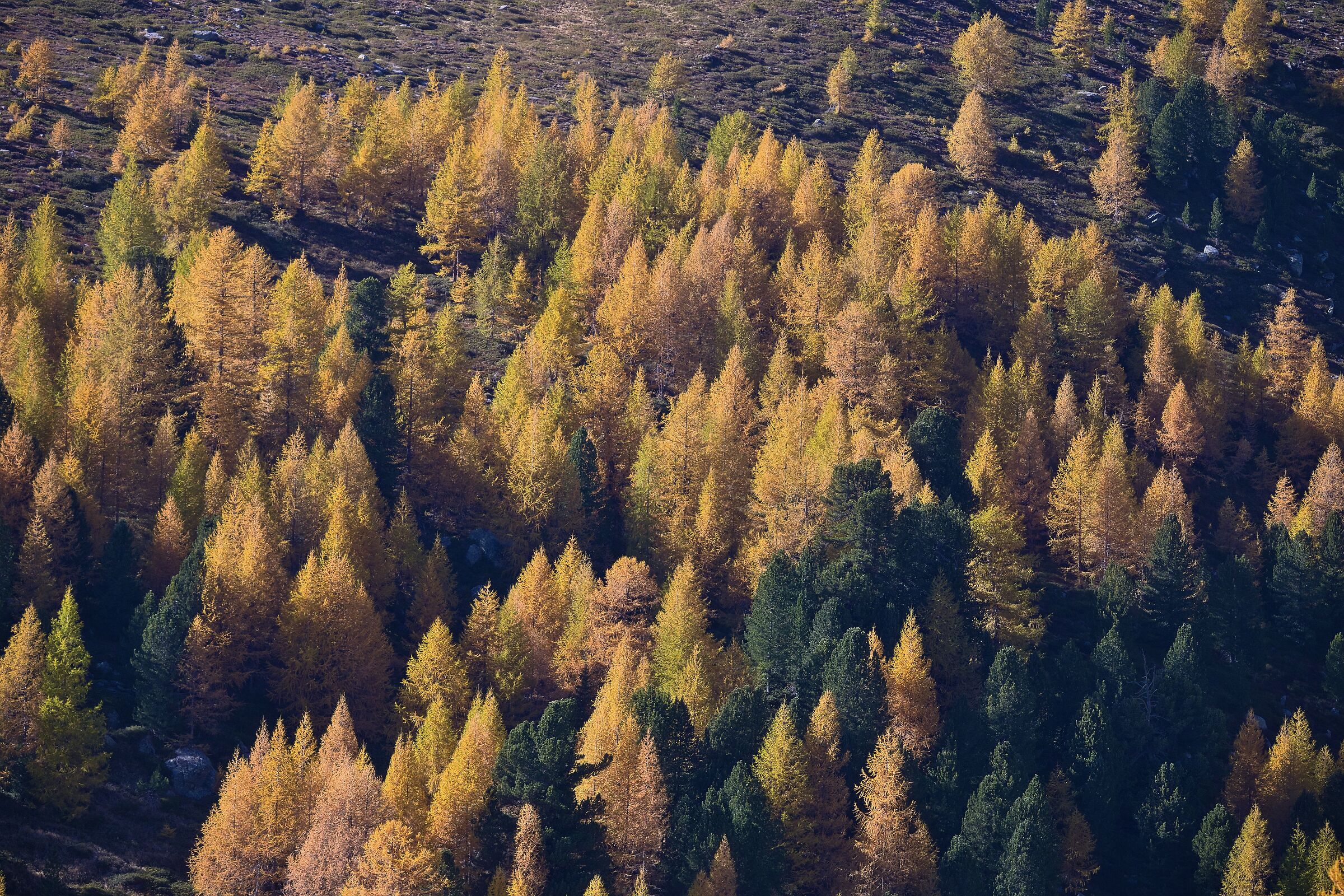 Fiery larches