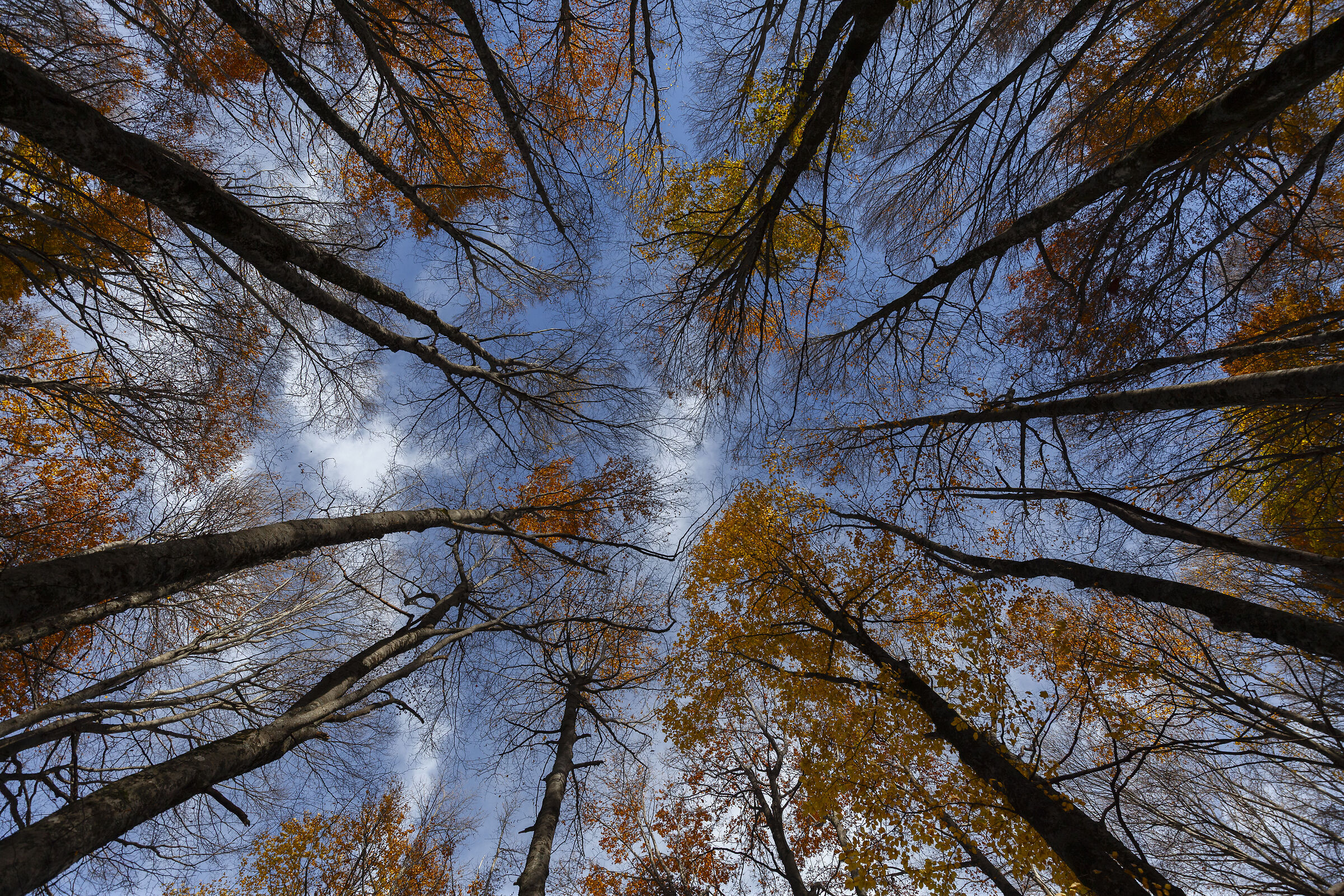 Autunno a testa in su