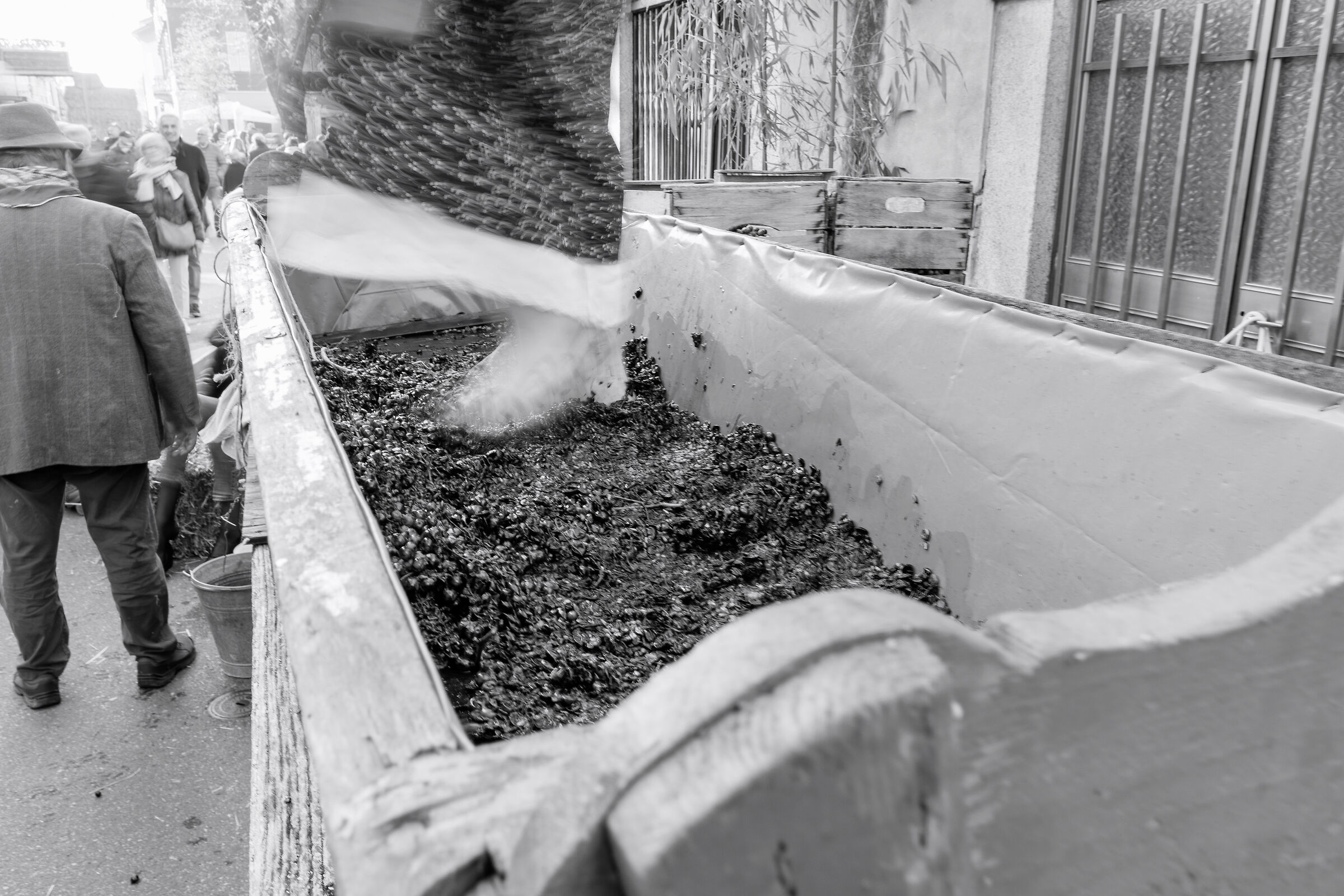 The crushing of the grapes