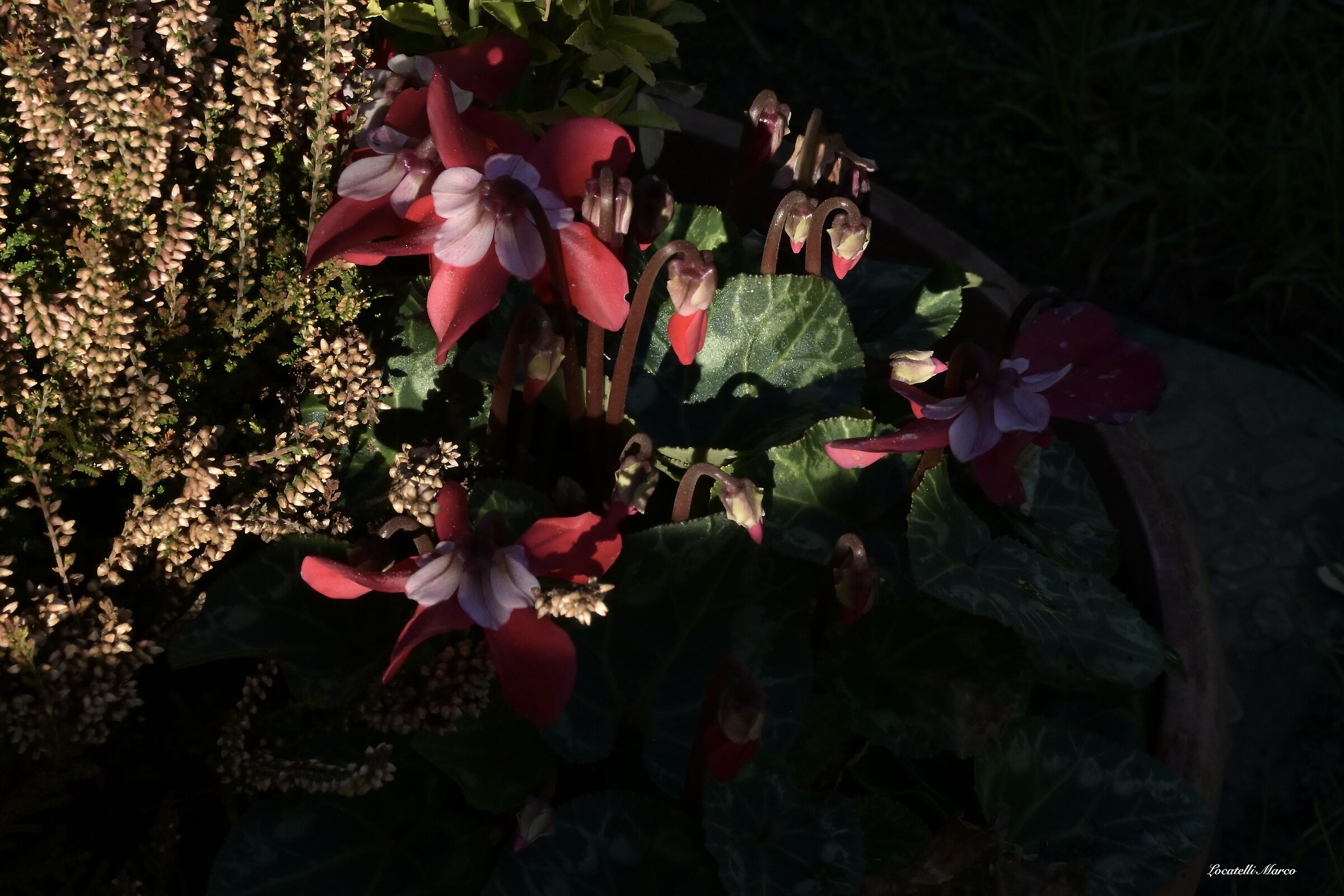 Cyclamen