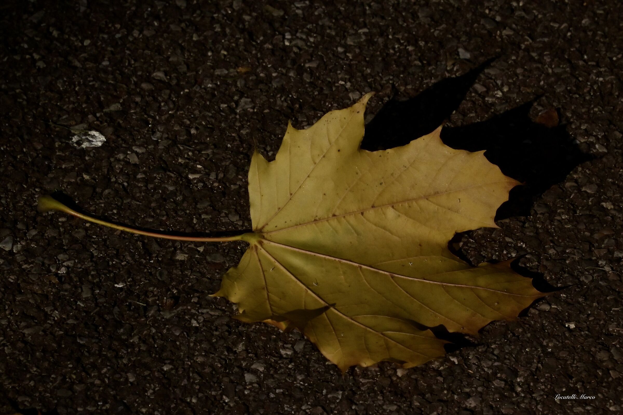 Leaf