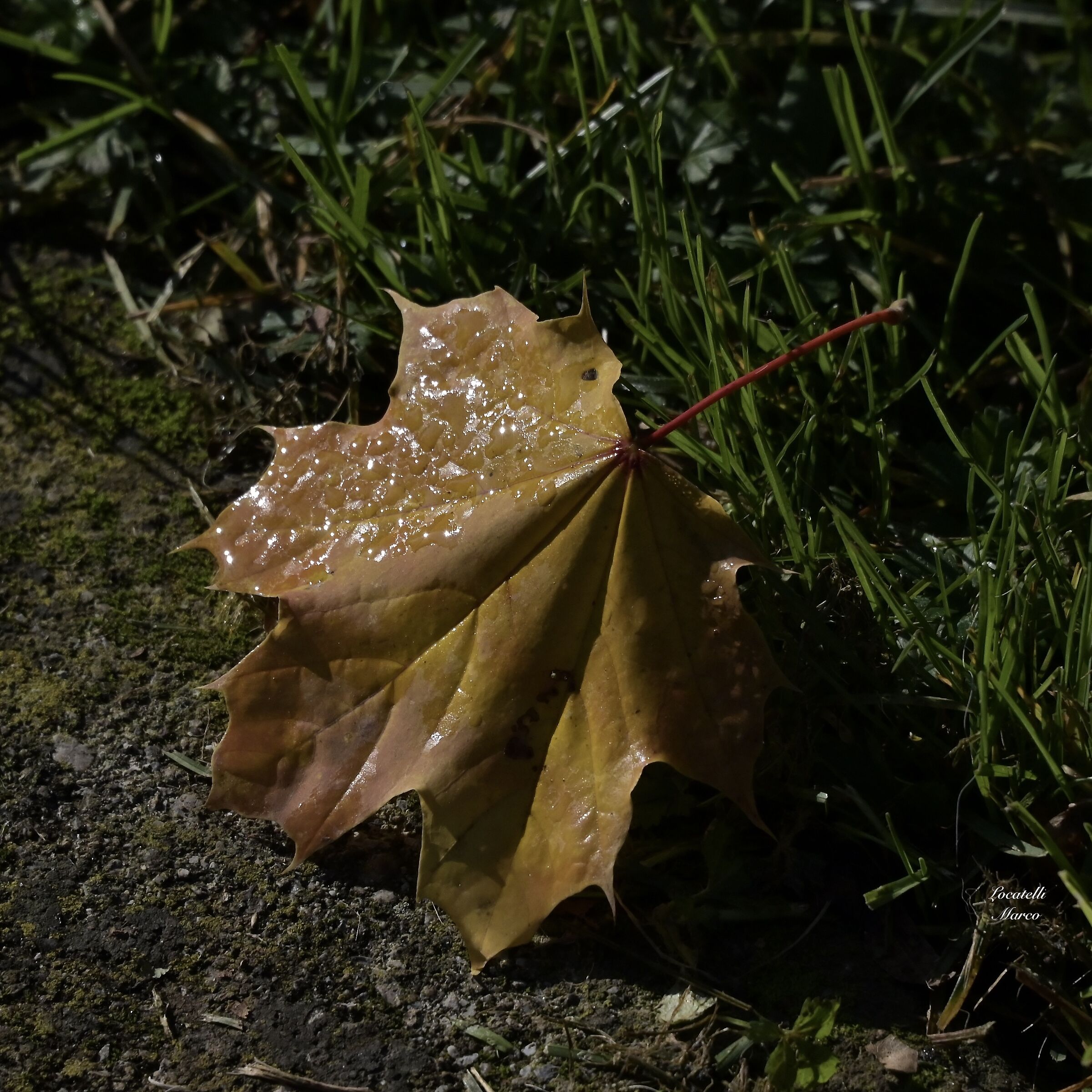 Leaf