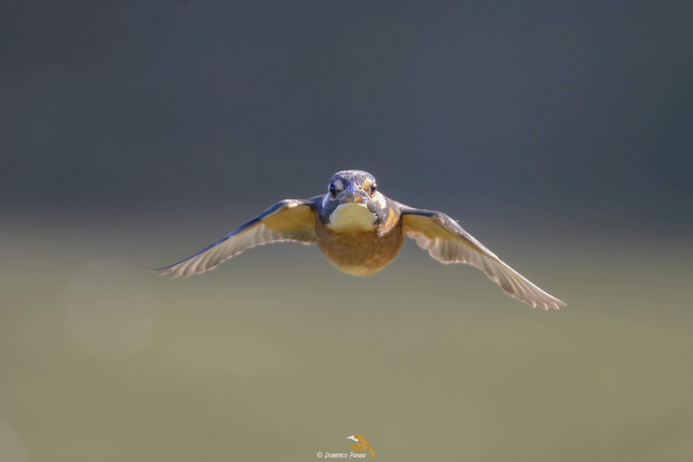 Kingfisher