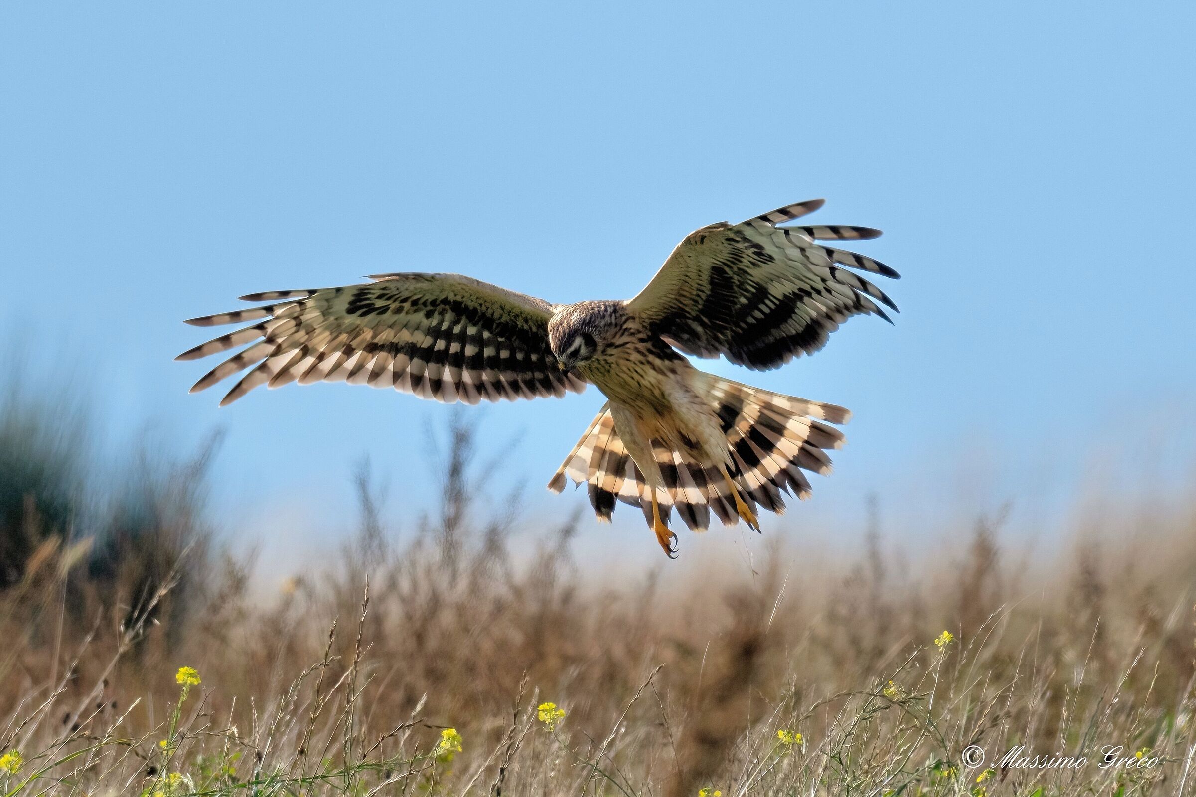 Albanella reale (Circus cyaneus)