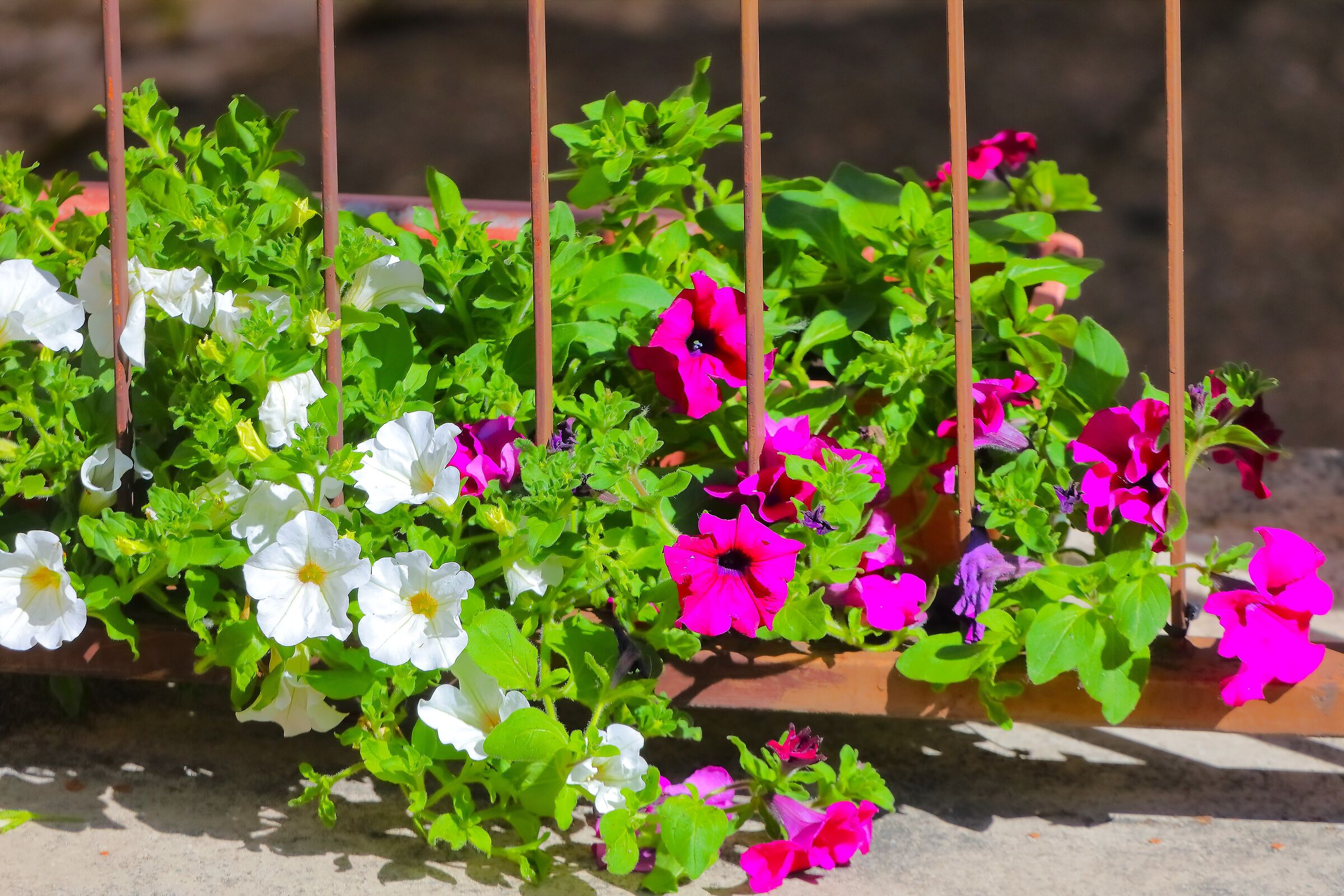 Surfinia 29 maggio 2025 - 0016