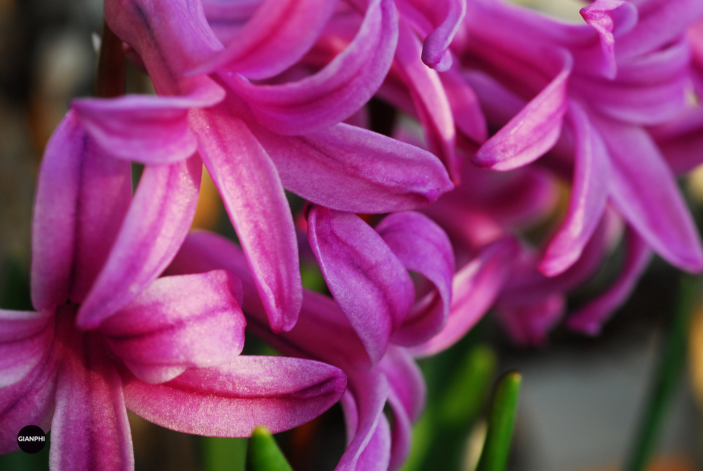 Hyacinth