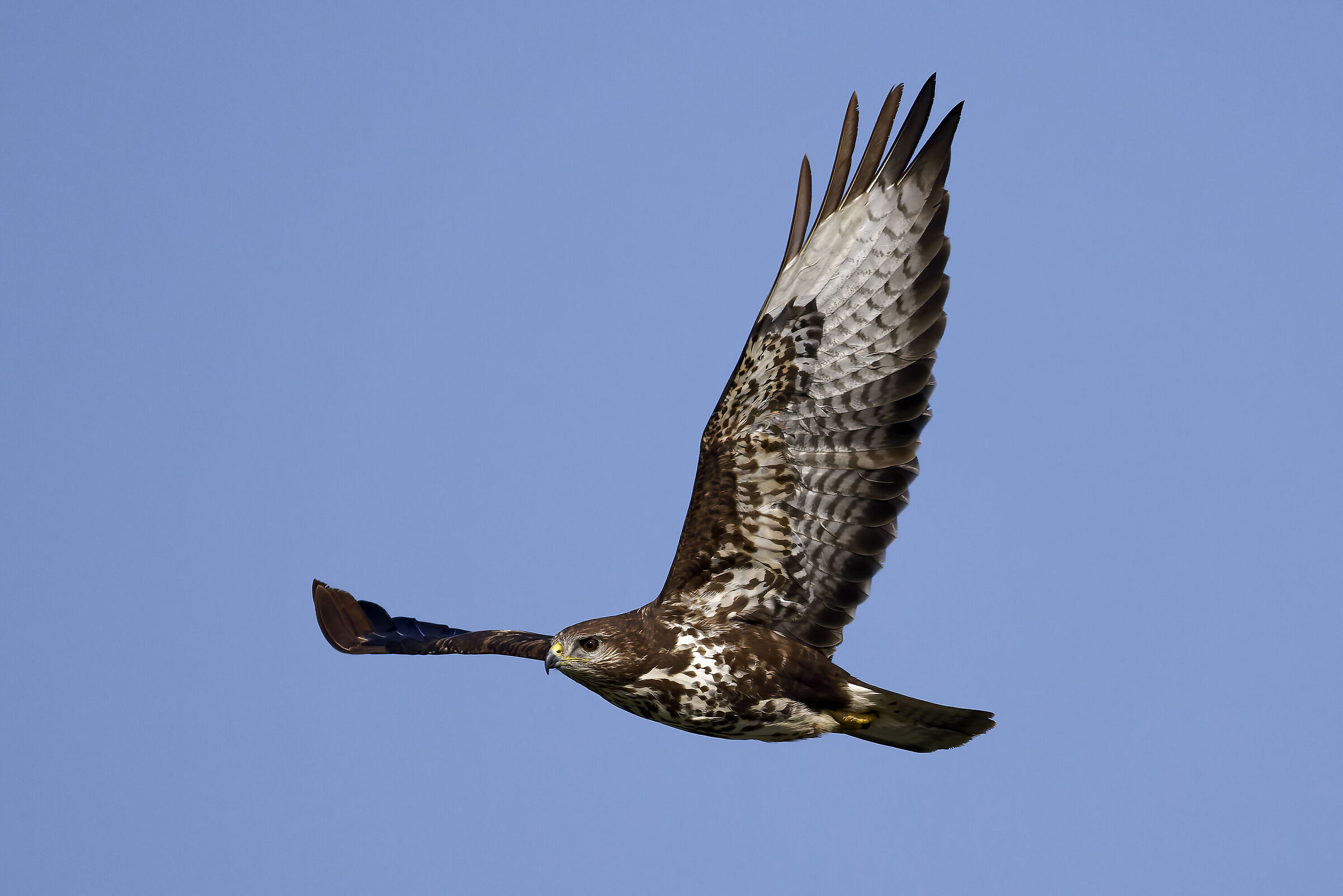 Buzzard hunting