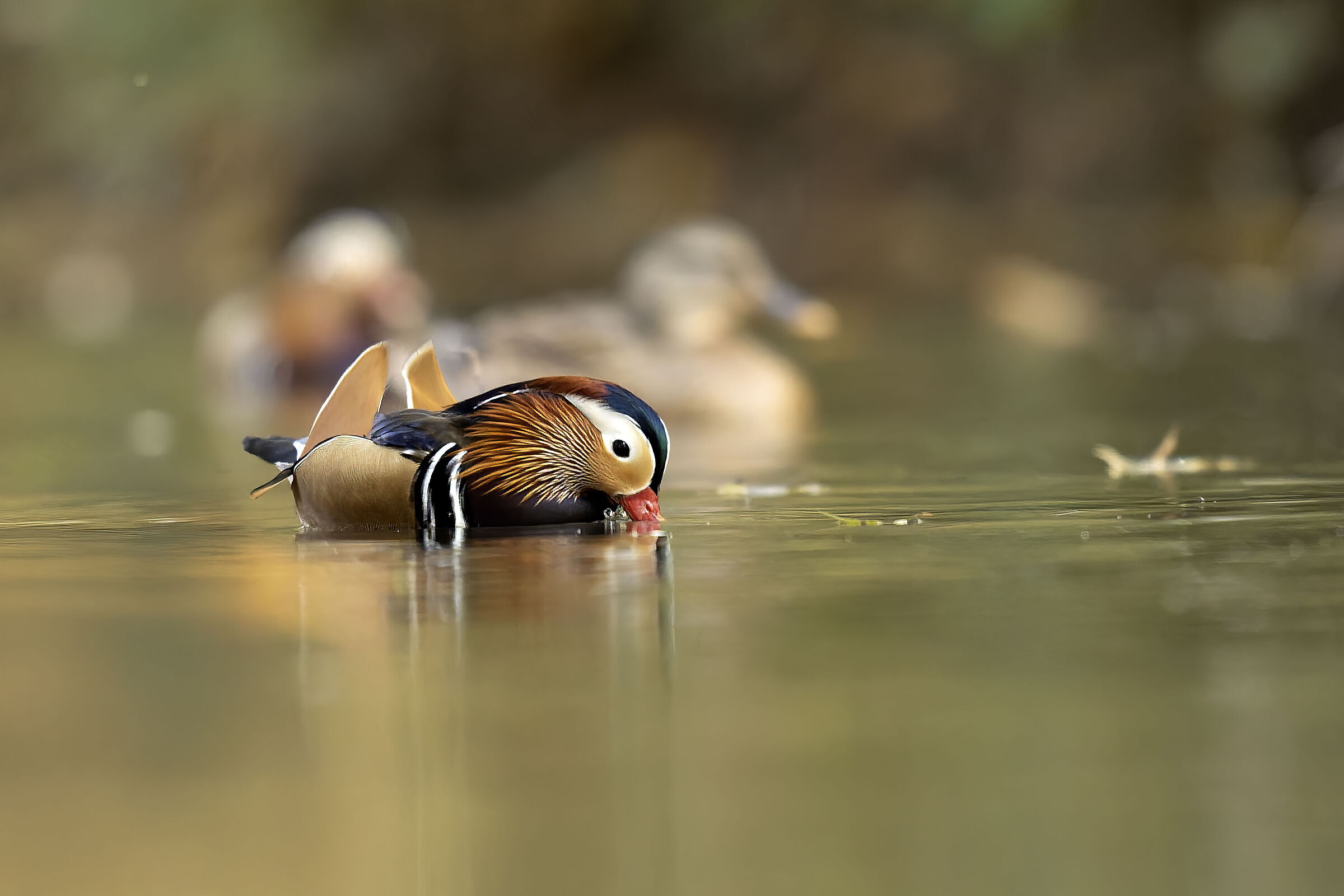 The tangerine he drinks