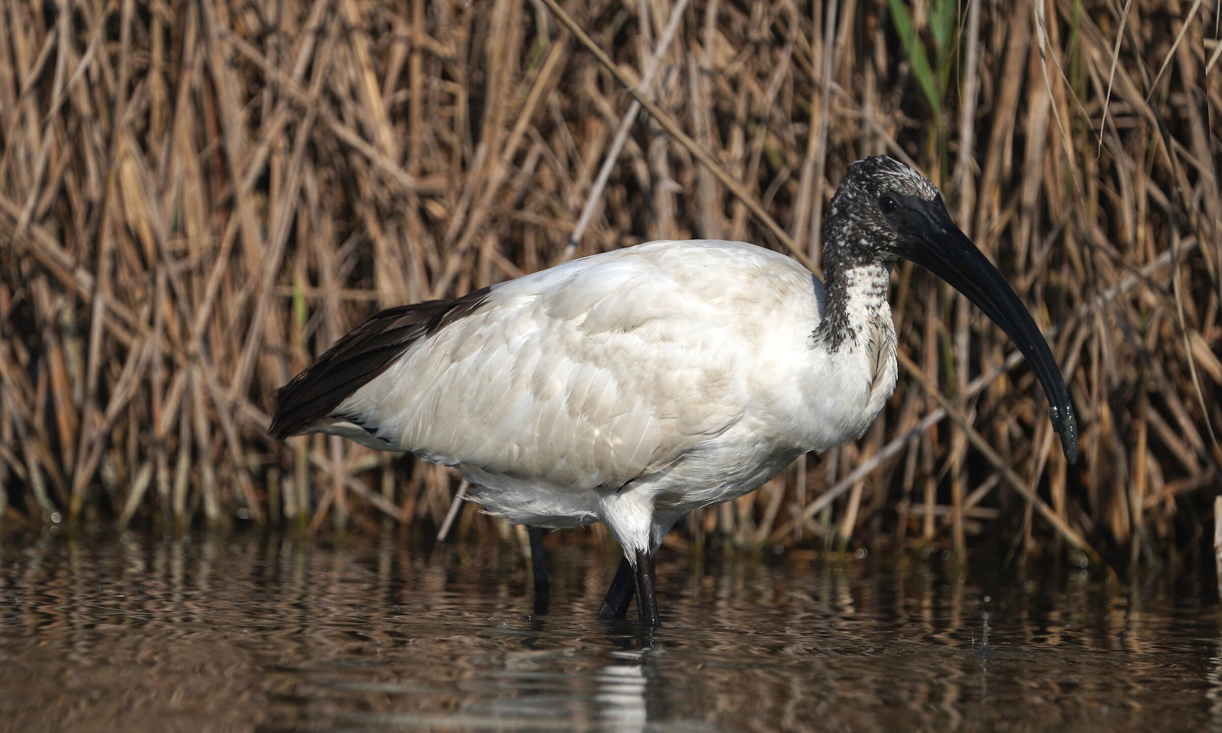 Ibis sacro