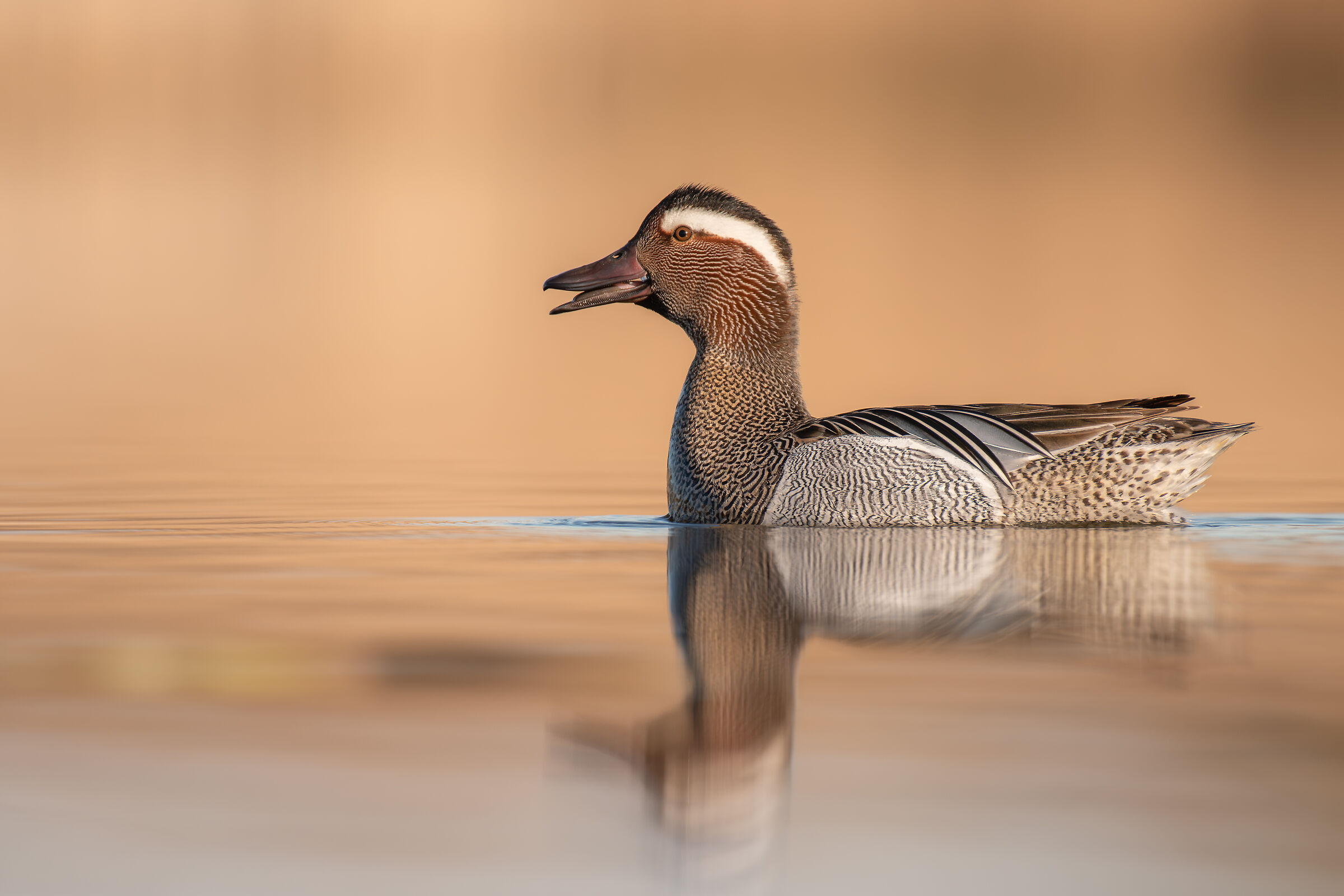 Garganey