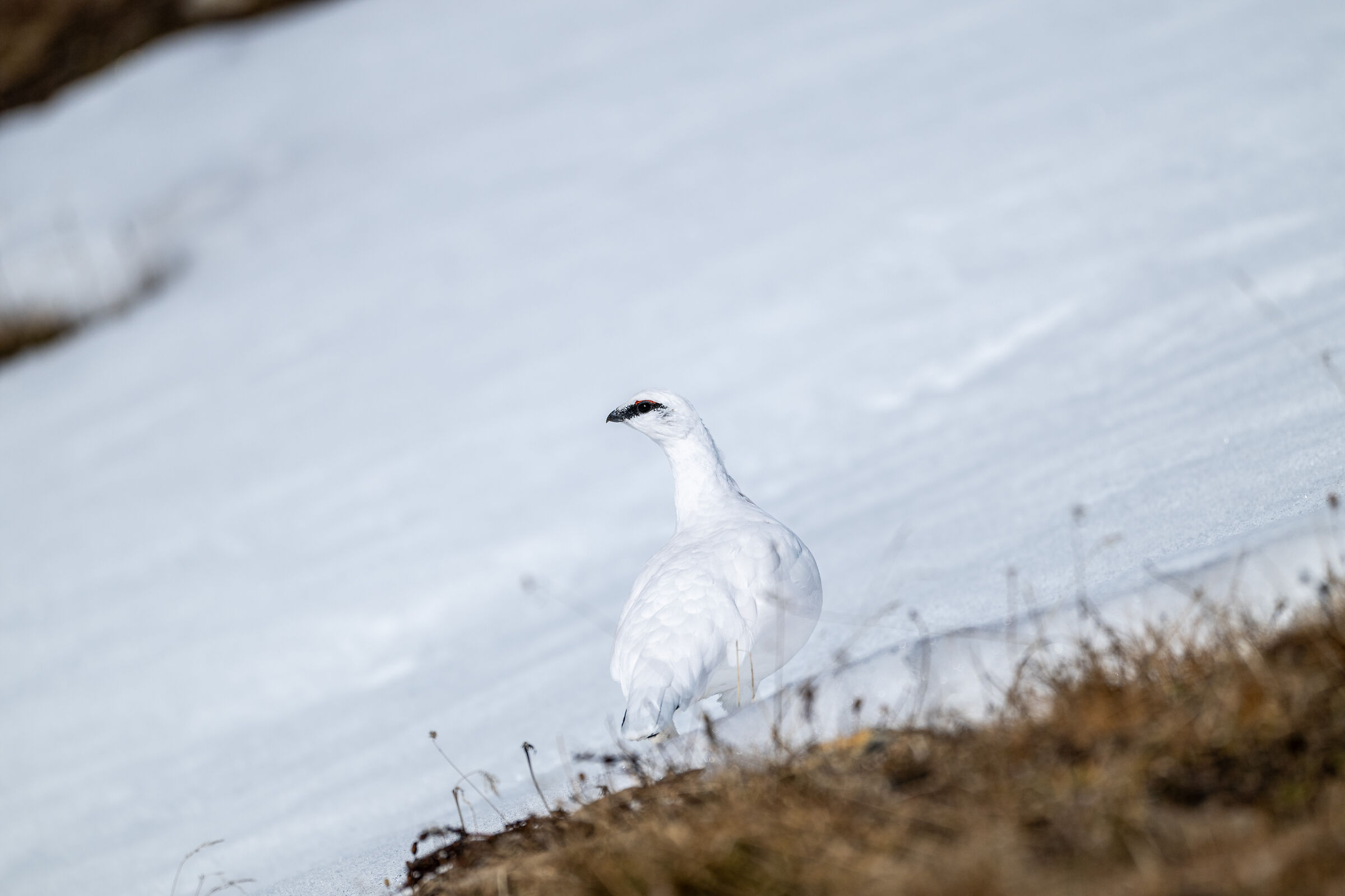 Ptarmigan