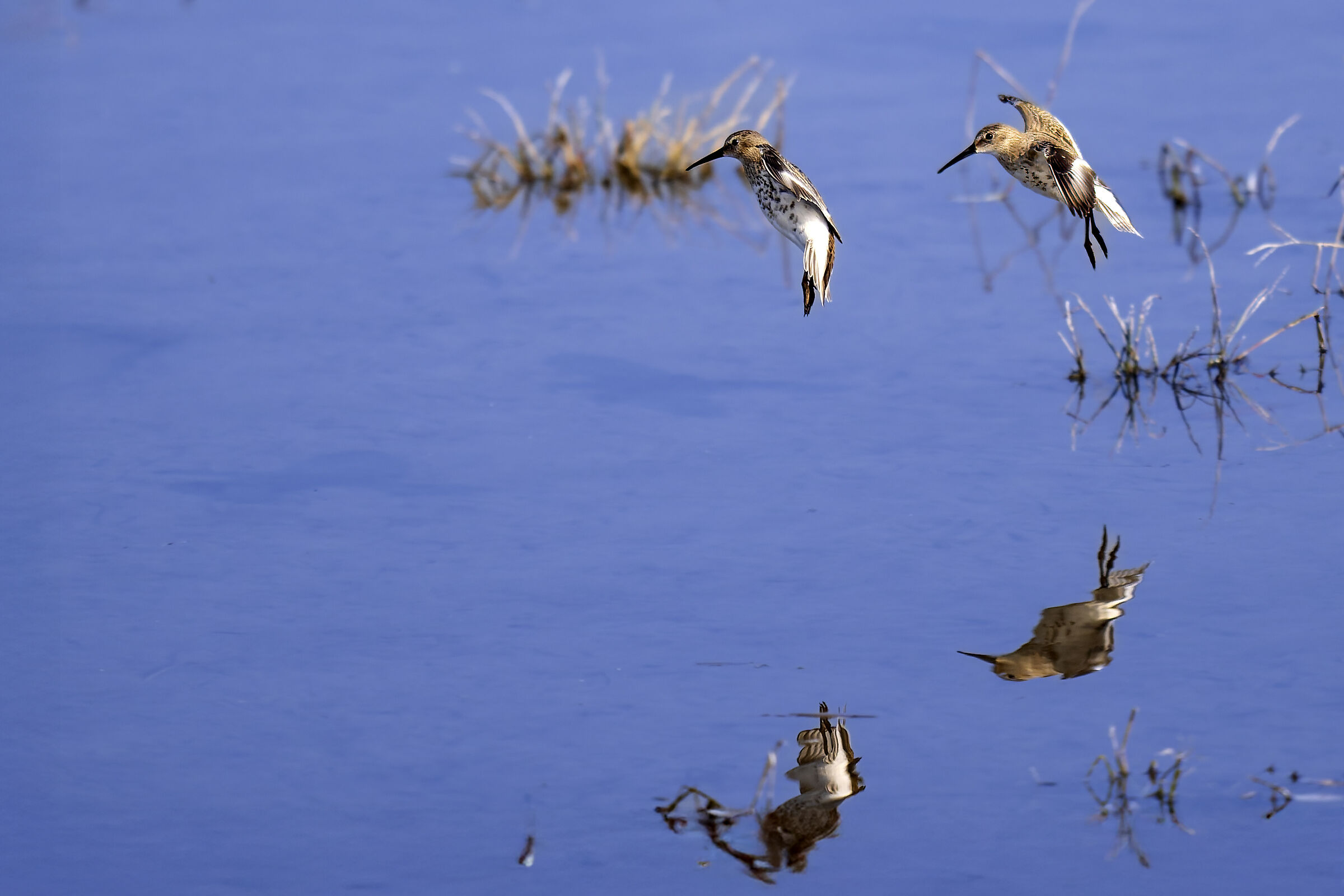 Piro Wheateared Sandpiper in Landing and Reflex Duo