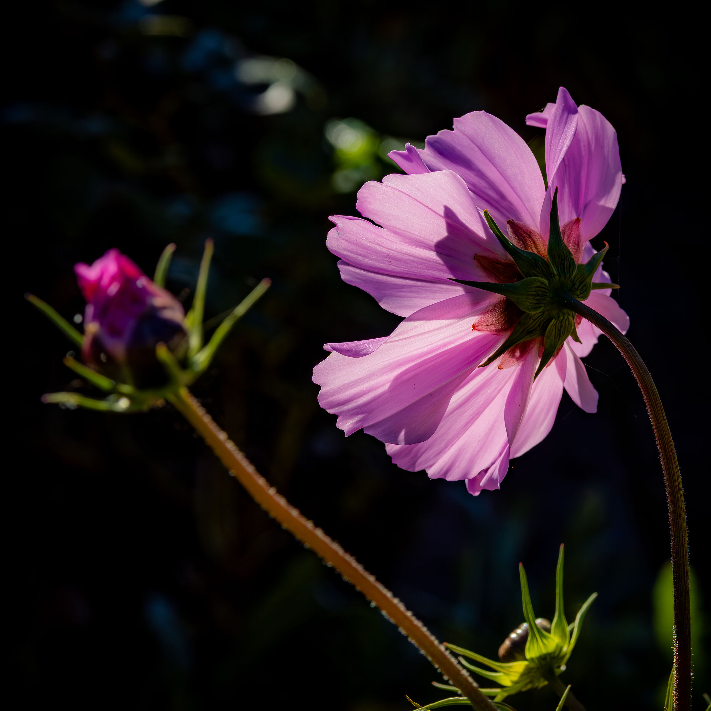 Cosmos bipinnatus - altra prospettiva
