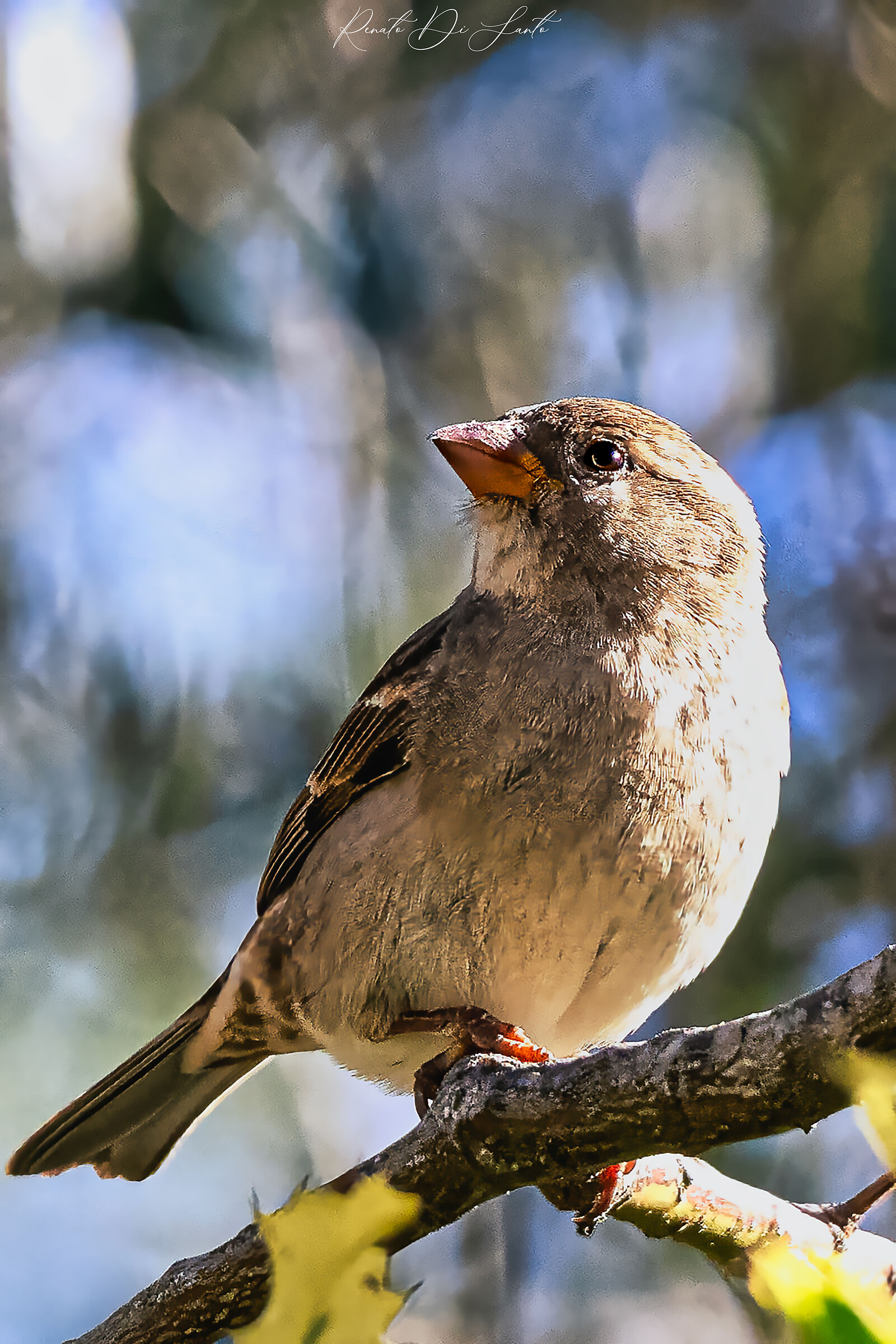 Female Italian Sparrow