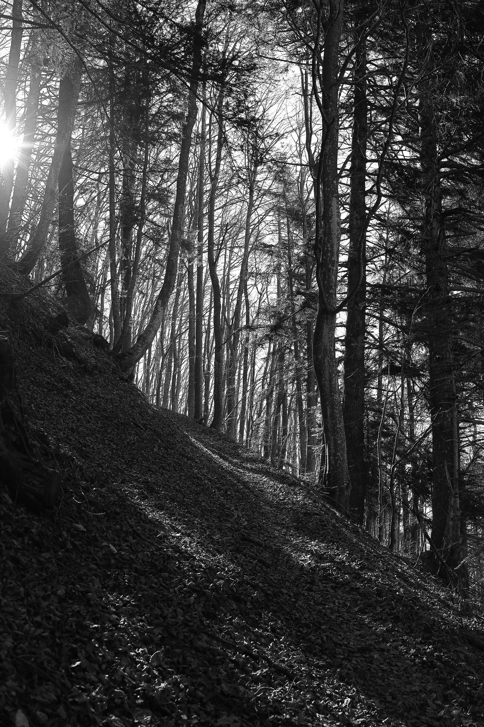 Marzola woods in b&w