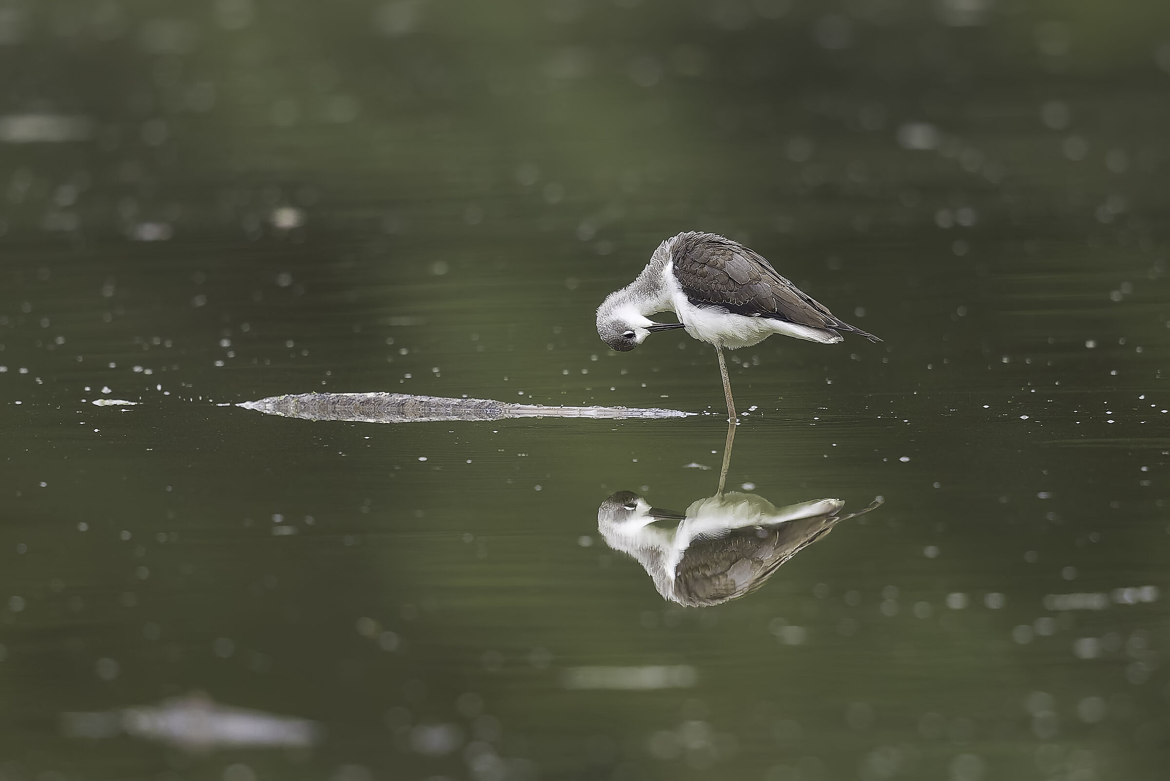 Young black-winged stilt