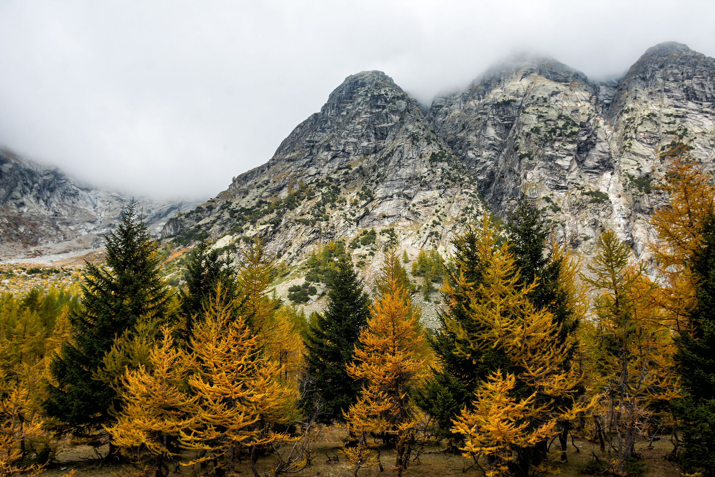 Giallo e verde in Val Ferret