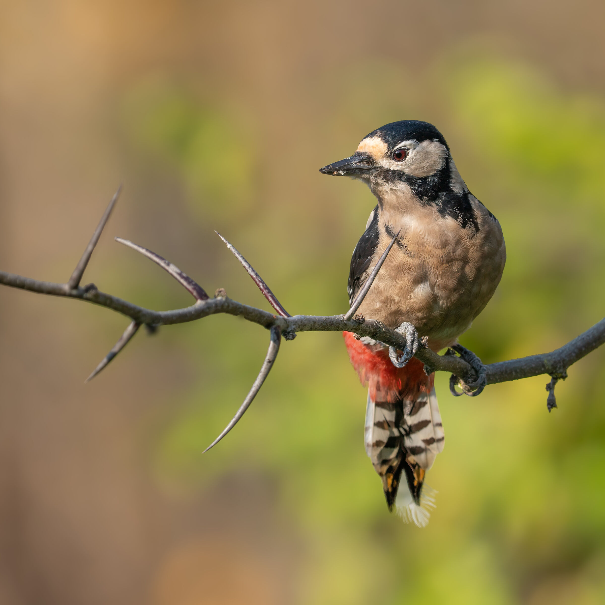 Great Spotted Woodpecker