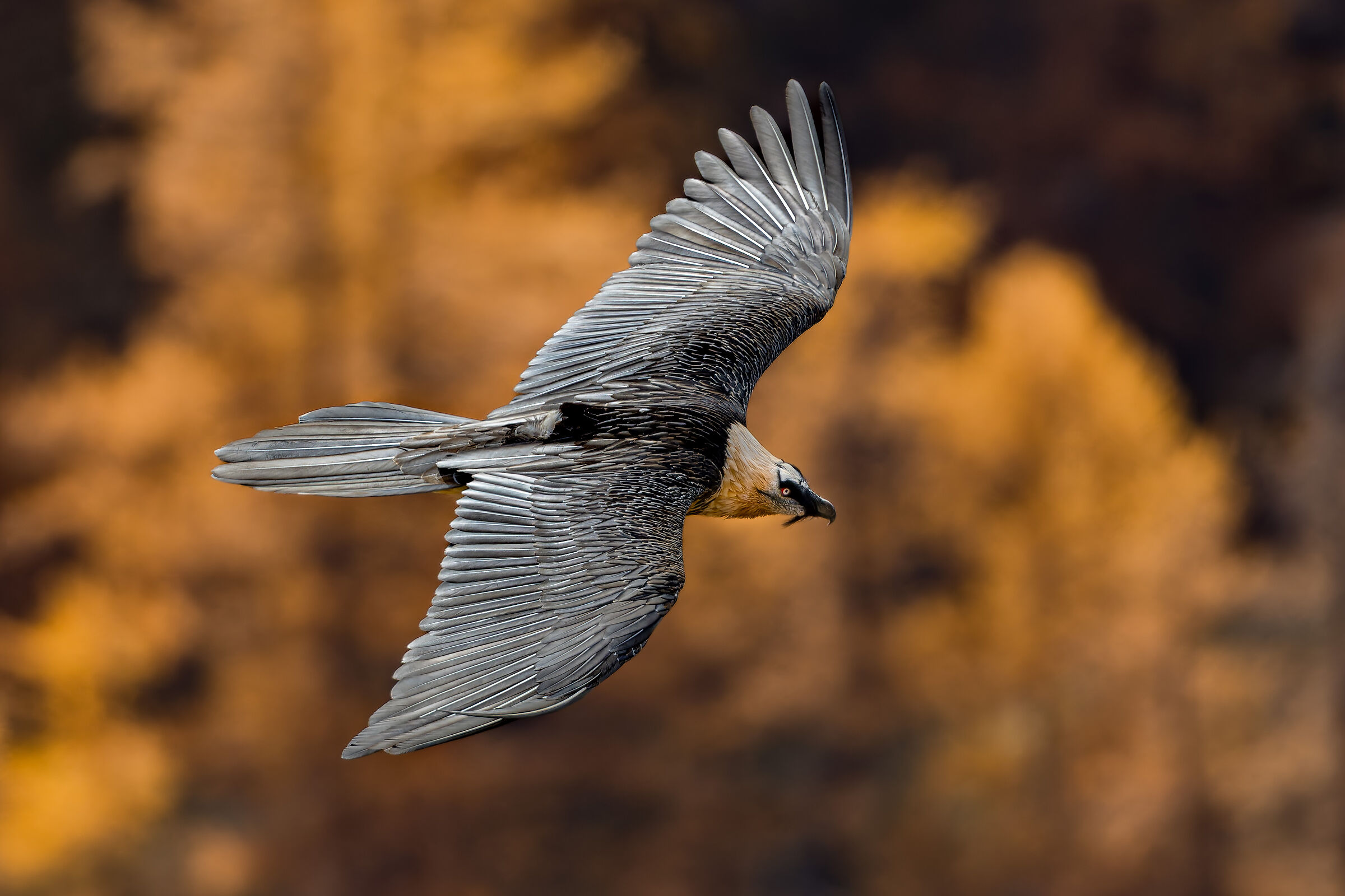 Gypaetus Barbatus - Parco Nazionale Gran Paradiso