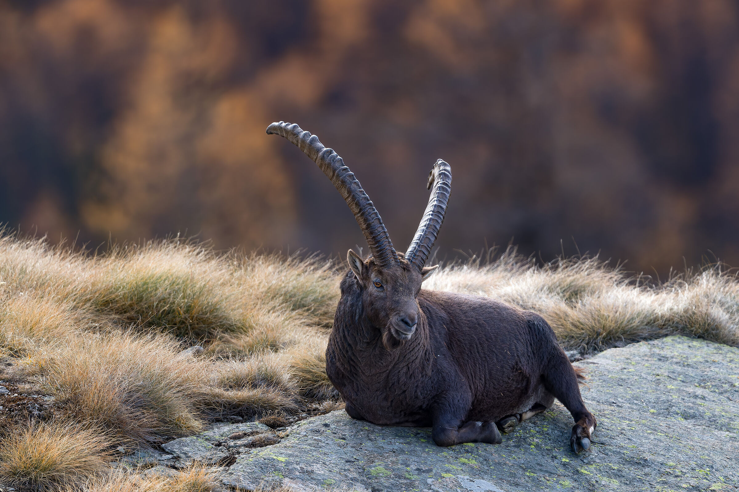 Ibex - Gran Paradiso National Park - Piedmont