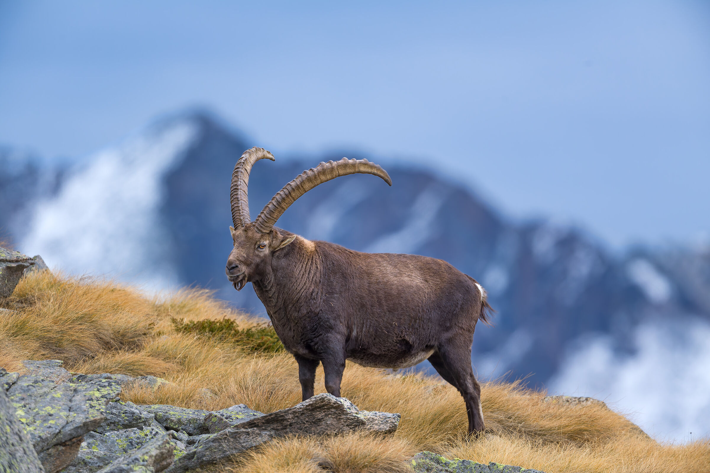 Ibex - Gran Paradiso National Park - Piedmont