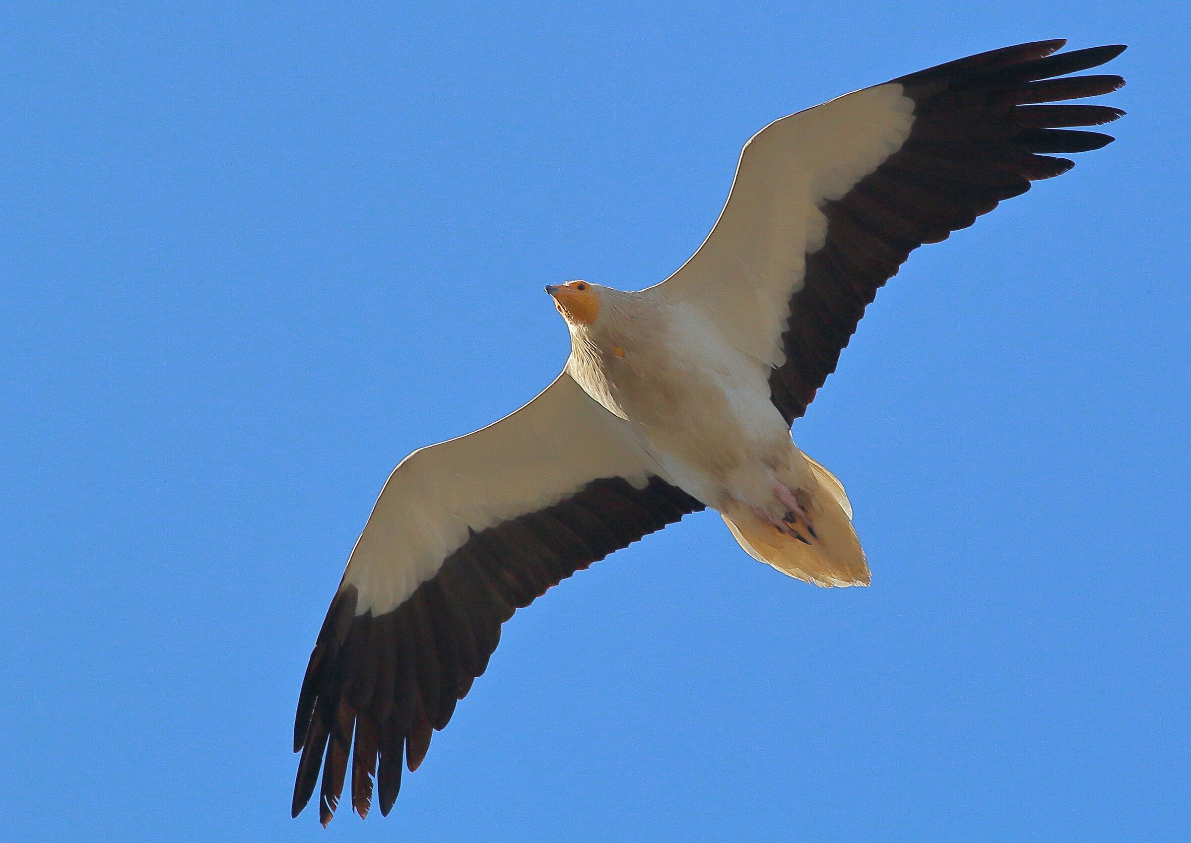 Alimoche, Neophron percnopterus