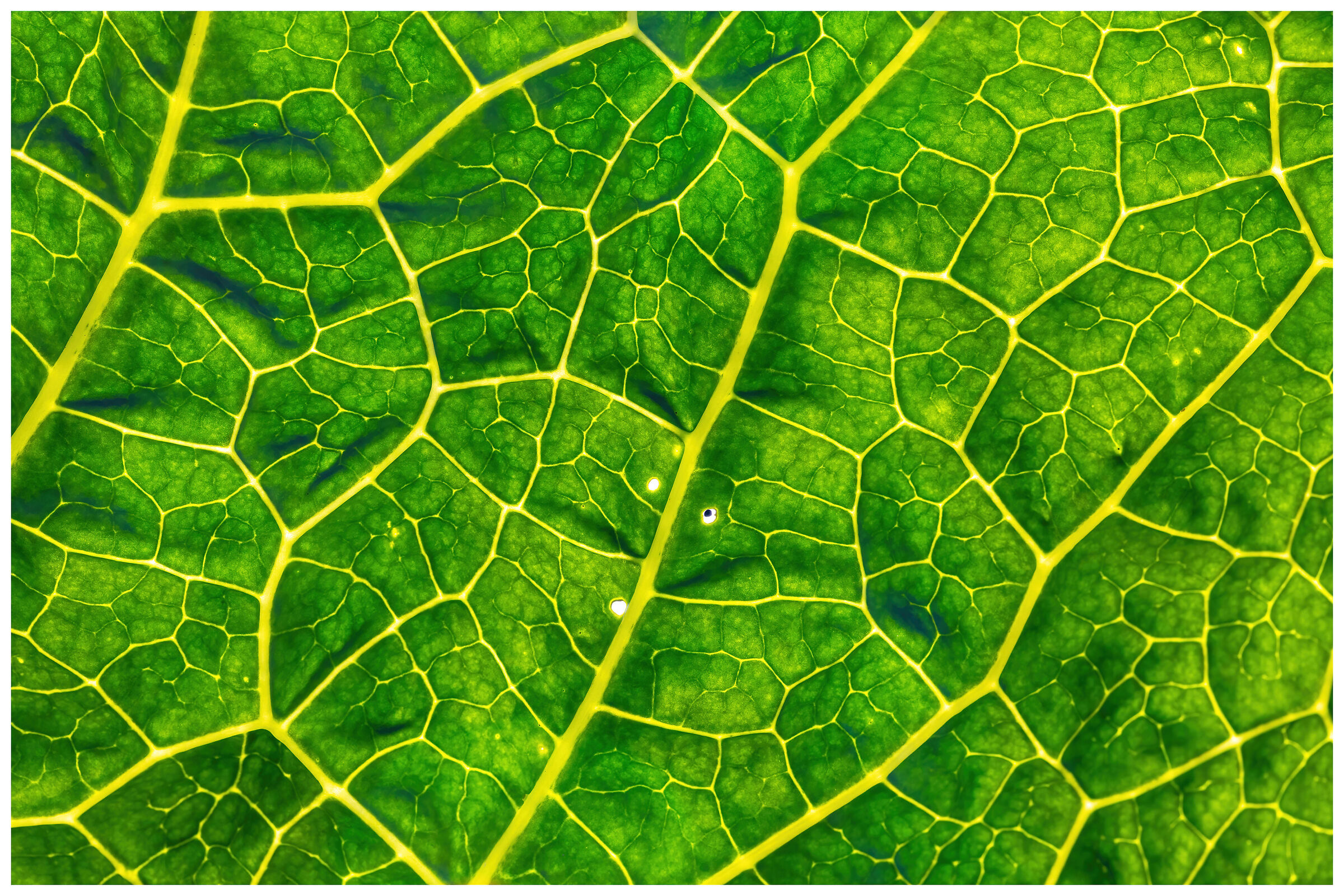 Savoy cabbage