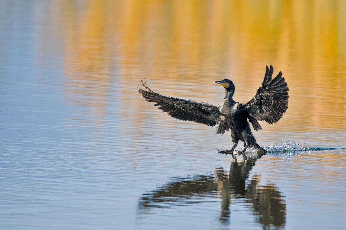 Cormorant