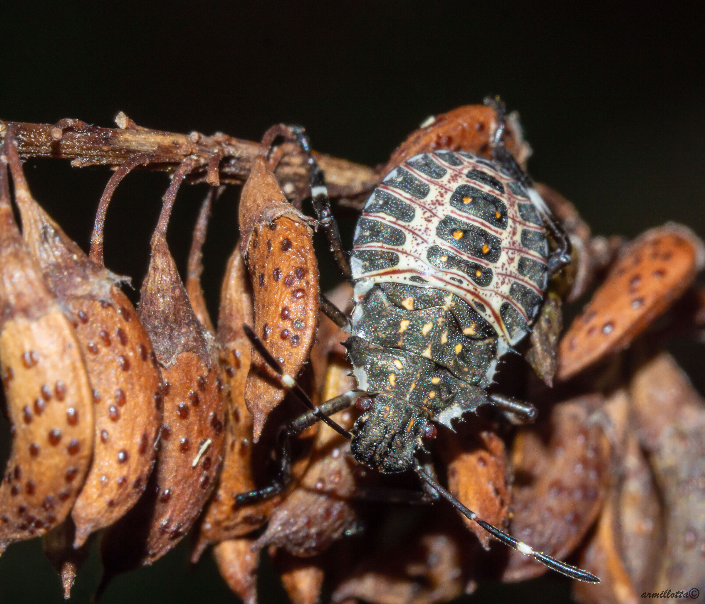 Halyomorpha halys