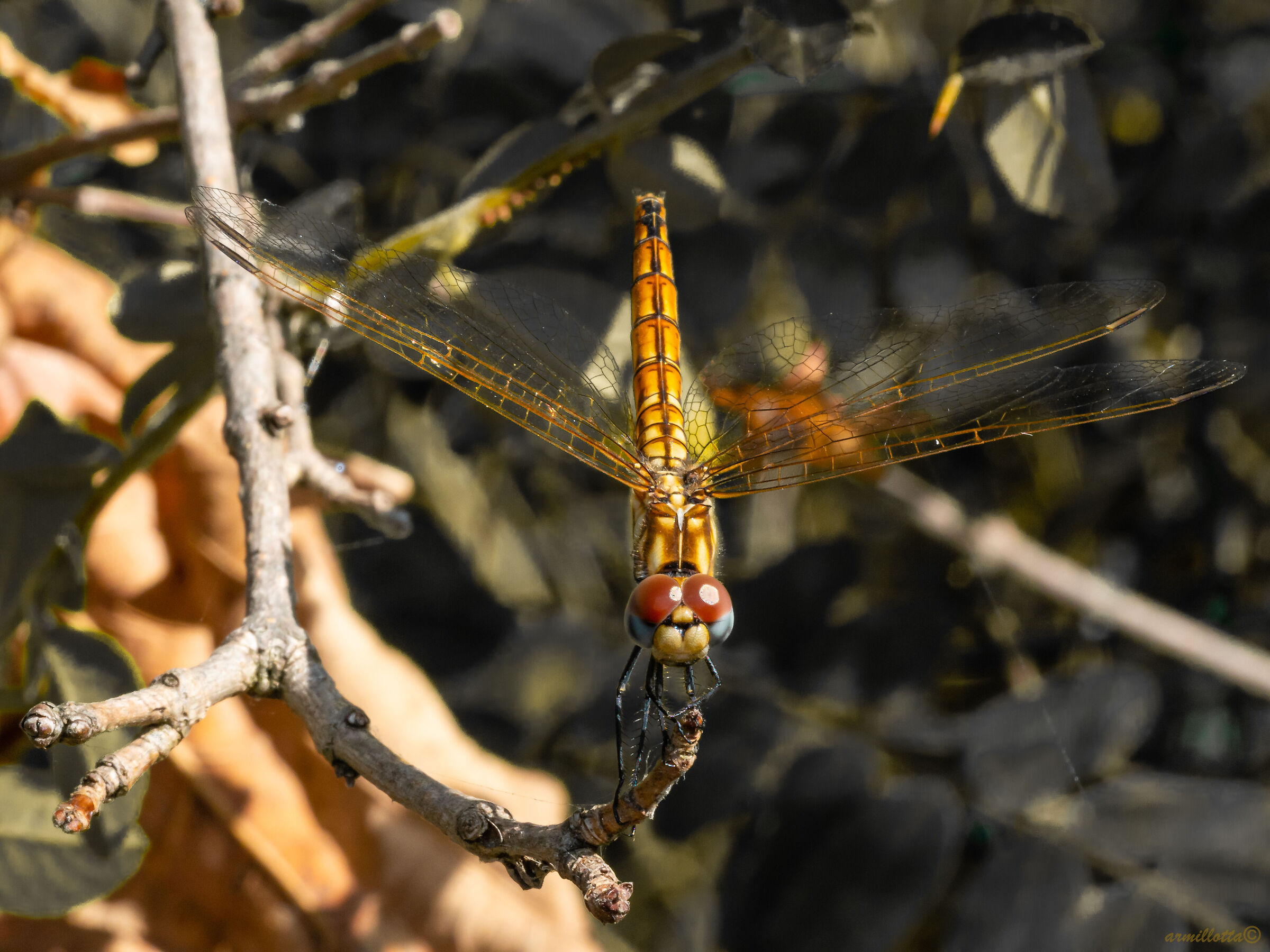Trithemis annulata femmina
