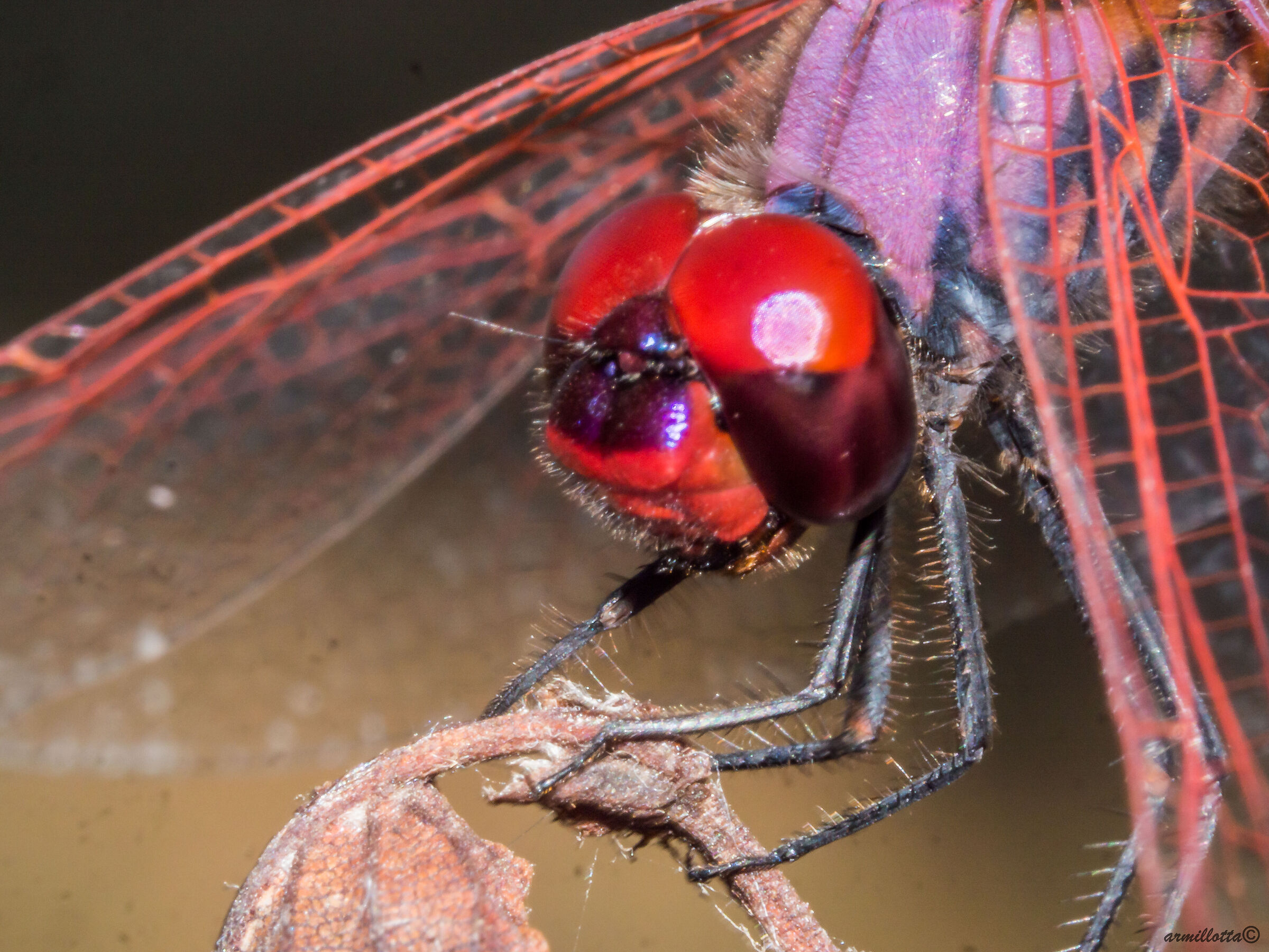Trithemis annulata maschio
