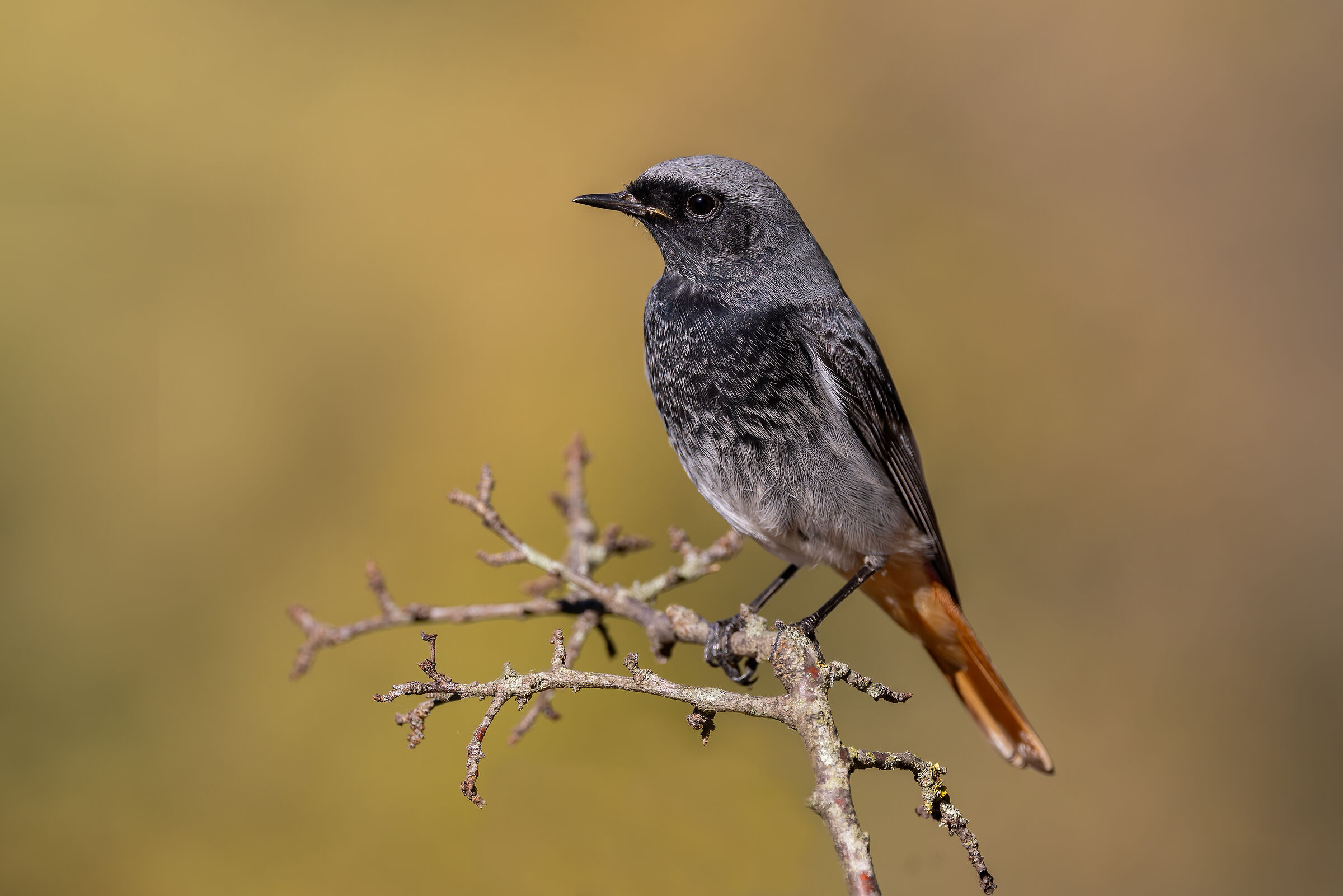 Codirosso spazzacamino